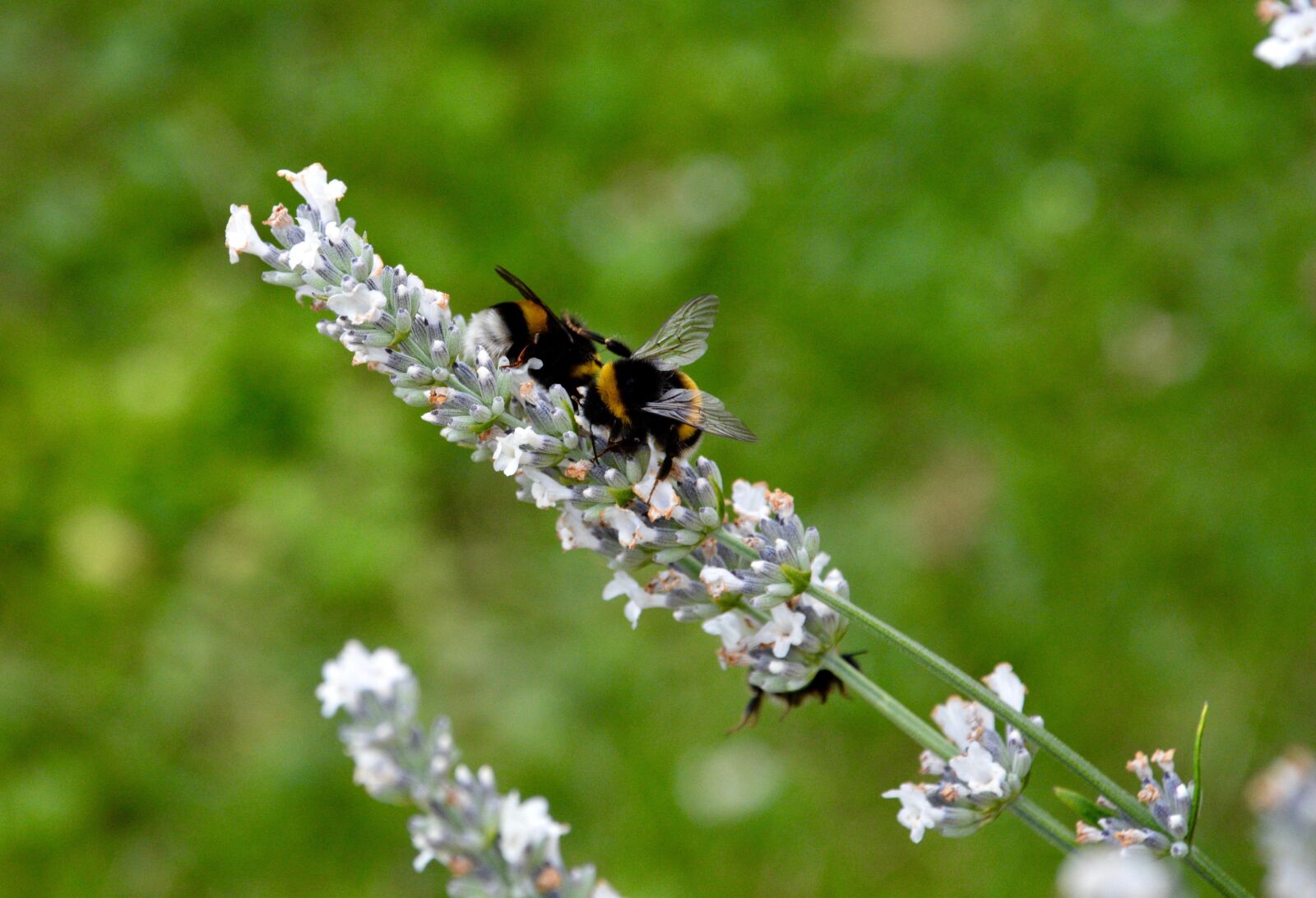 Nikon D7100 sample photo. Bumblebees, blossom, bloom photography