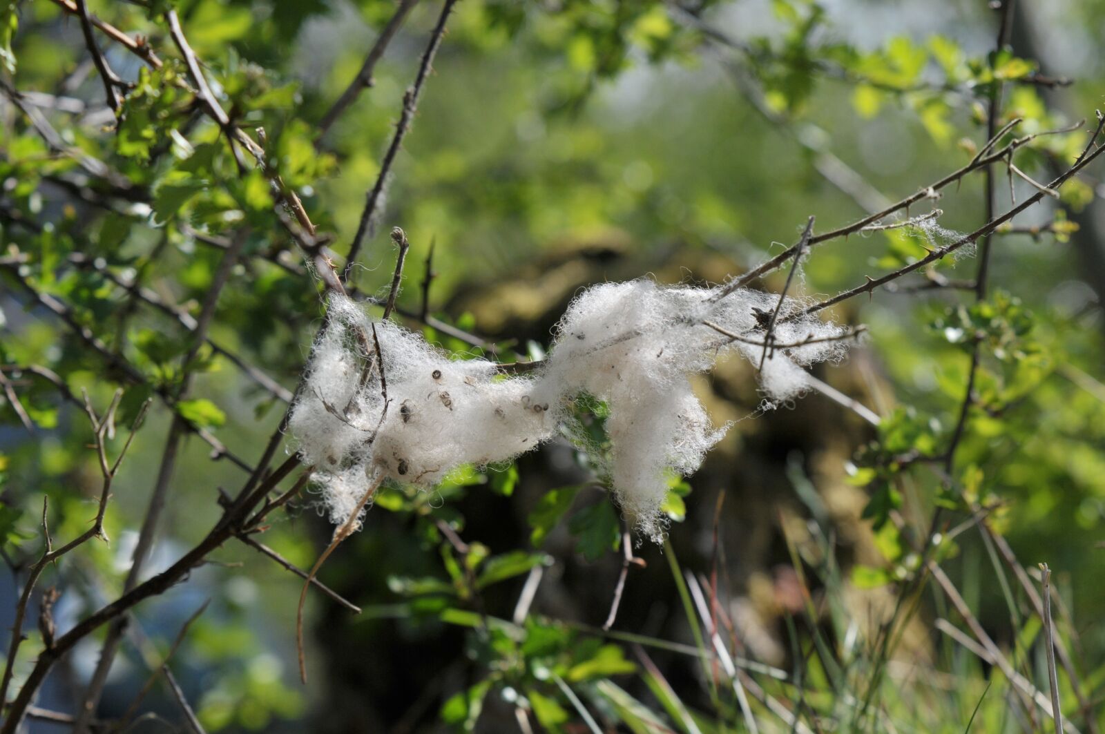 Nikon D300 sample photo. Field, tree, spider photography