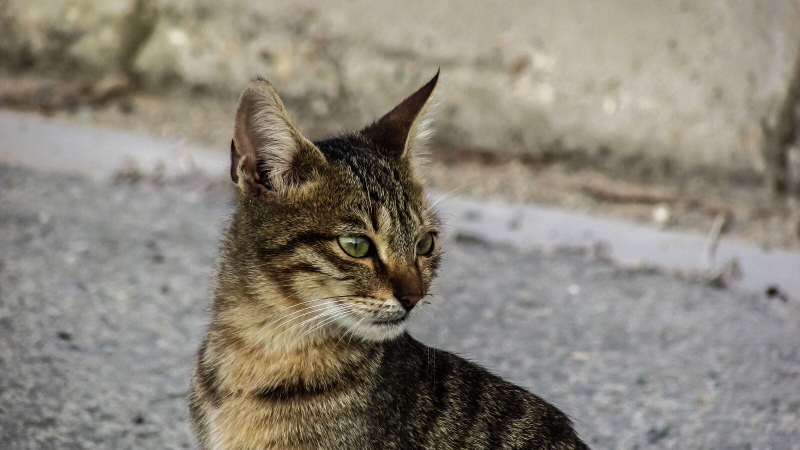Canon PowerShot SX400 IS sample photo. Cat, stray, young photography