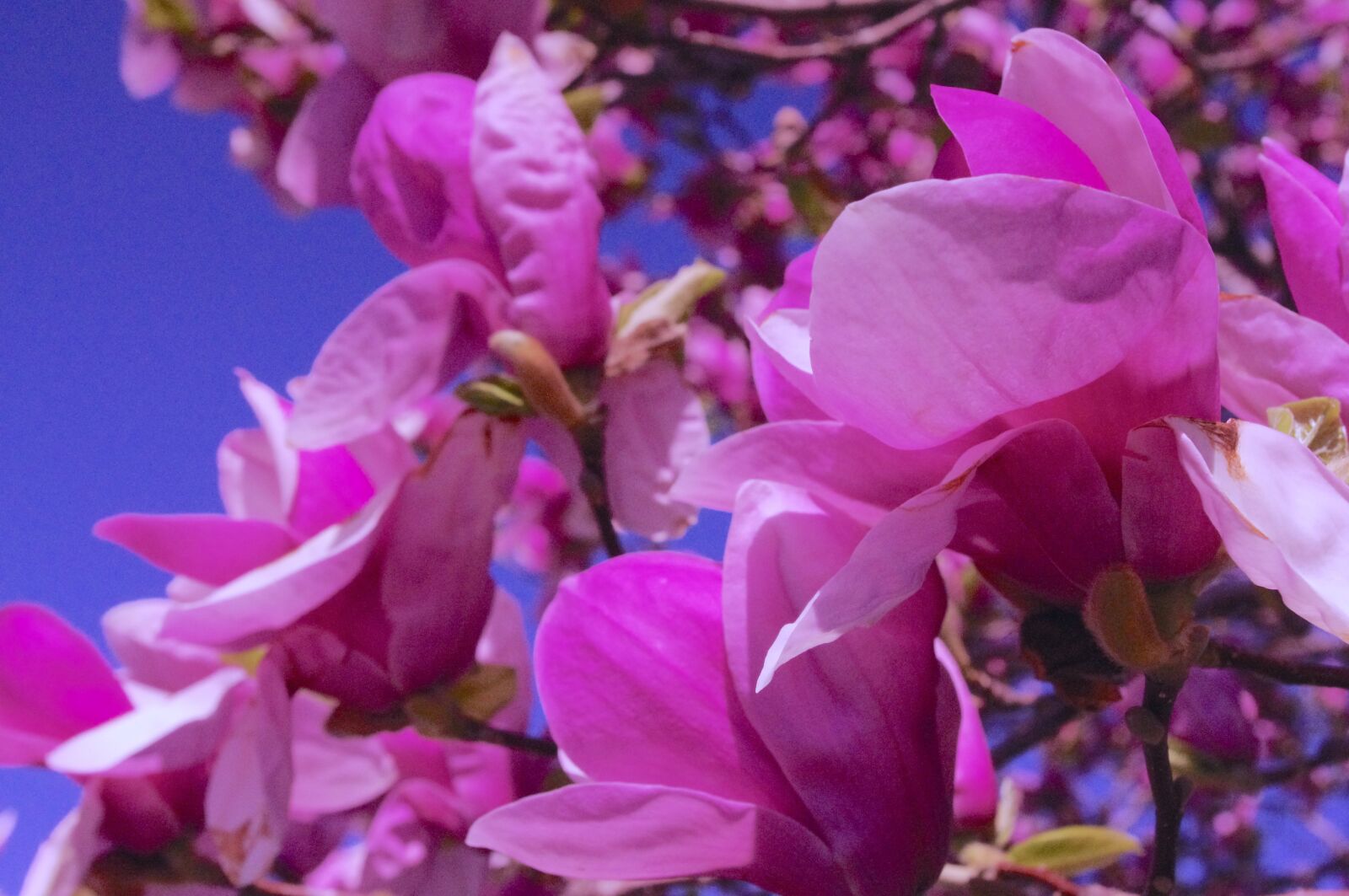Pentax K-r sample photo. Saucer, magnolia, springtime photography