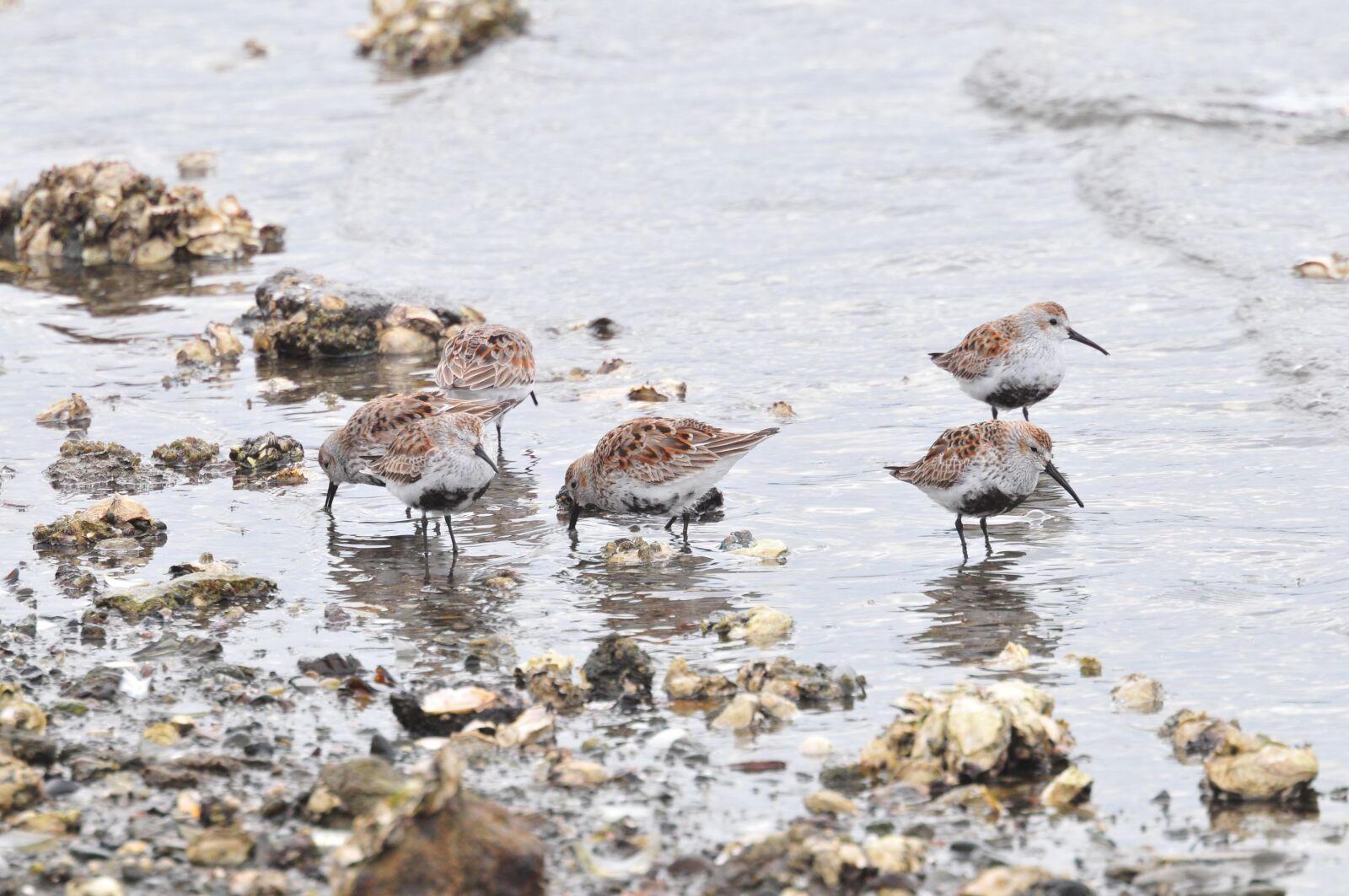 Nikon D300 sample photo. Waters, bird, natural photography