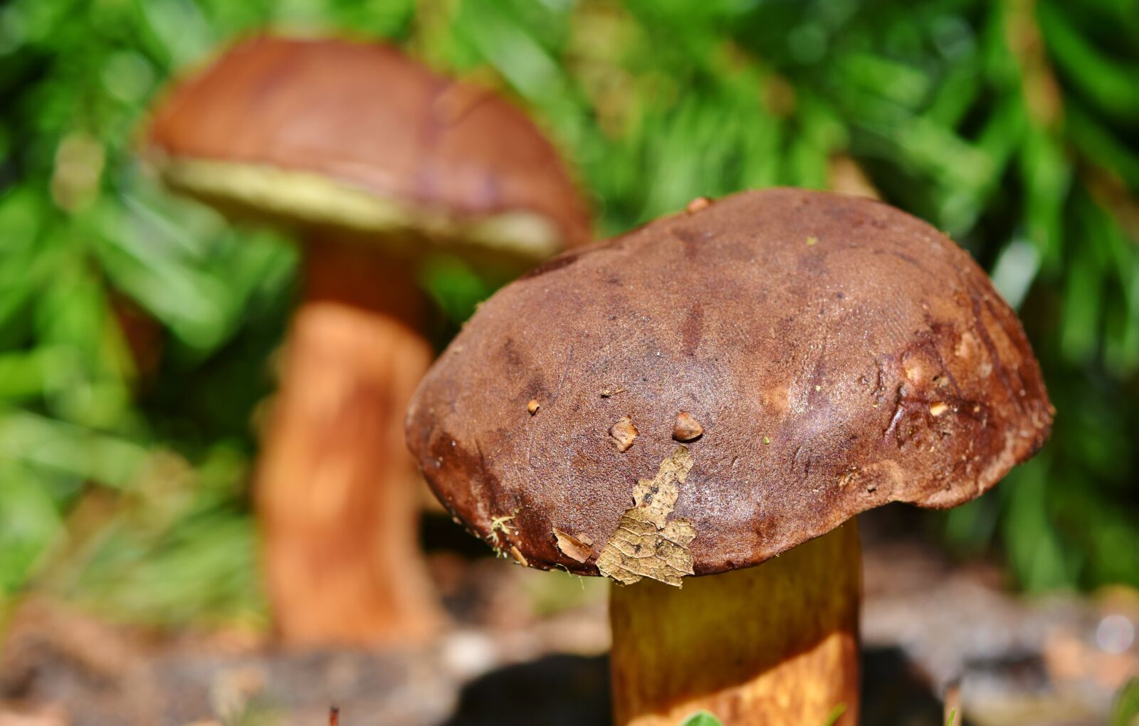 Nikon D7200 sample photo. Boletus-boletus, brown cap, mushroom photography