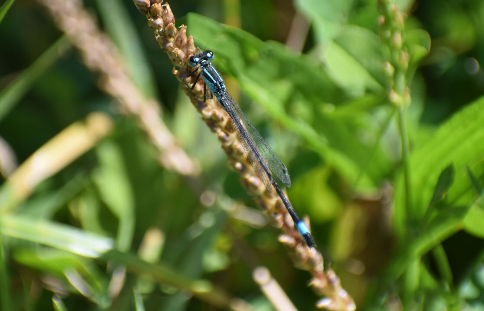 Nikon D5300 sample photo. Insect, dragonfly, nature photography