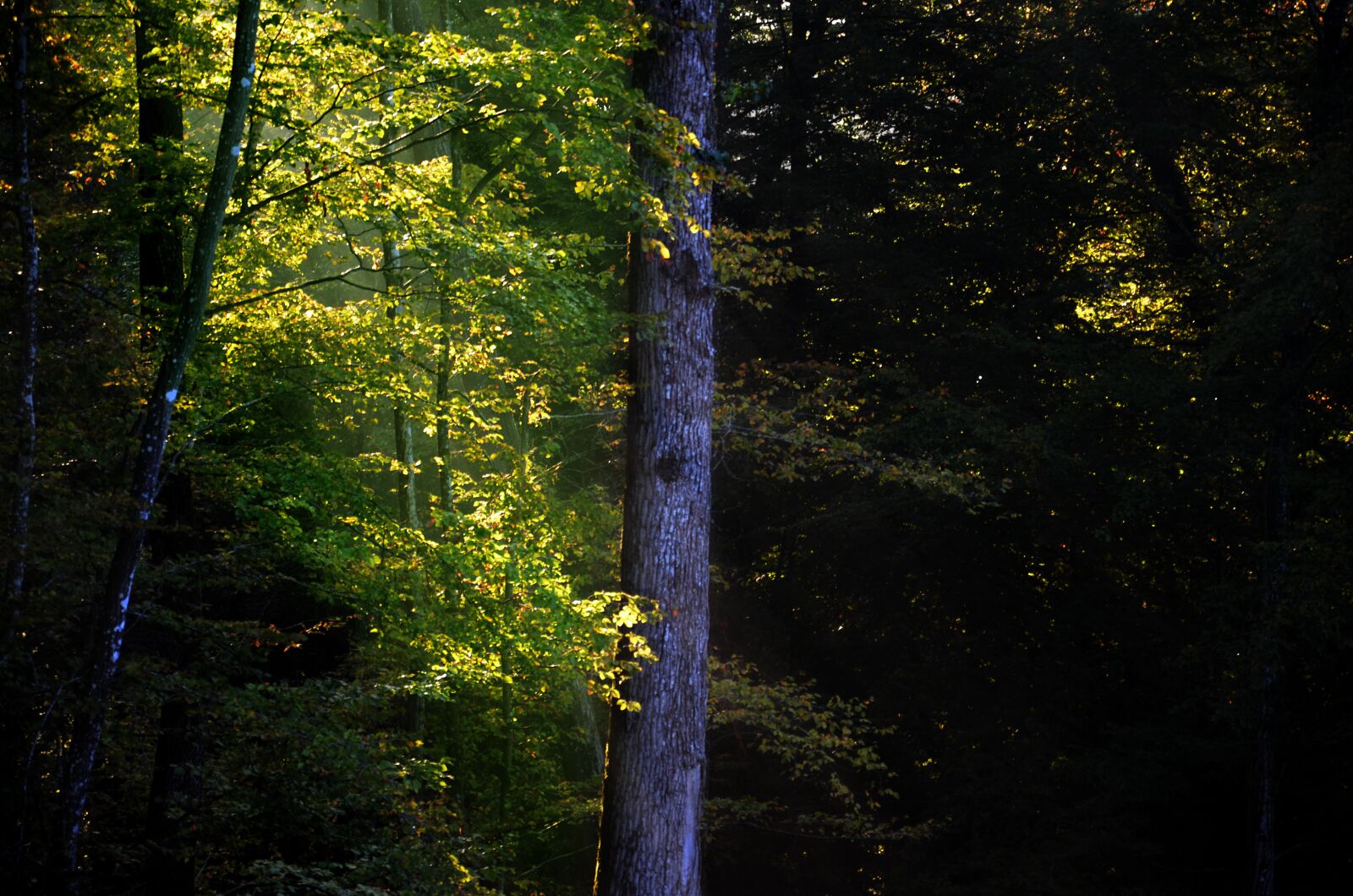 Nikon D5100 sample photo. Forest, nature, landscape photography