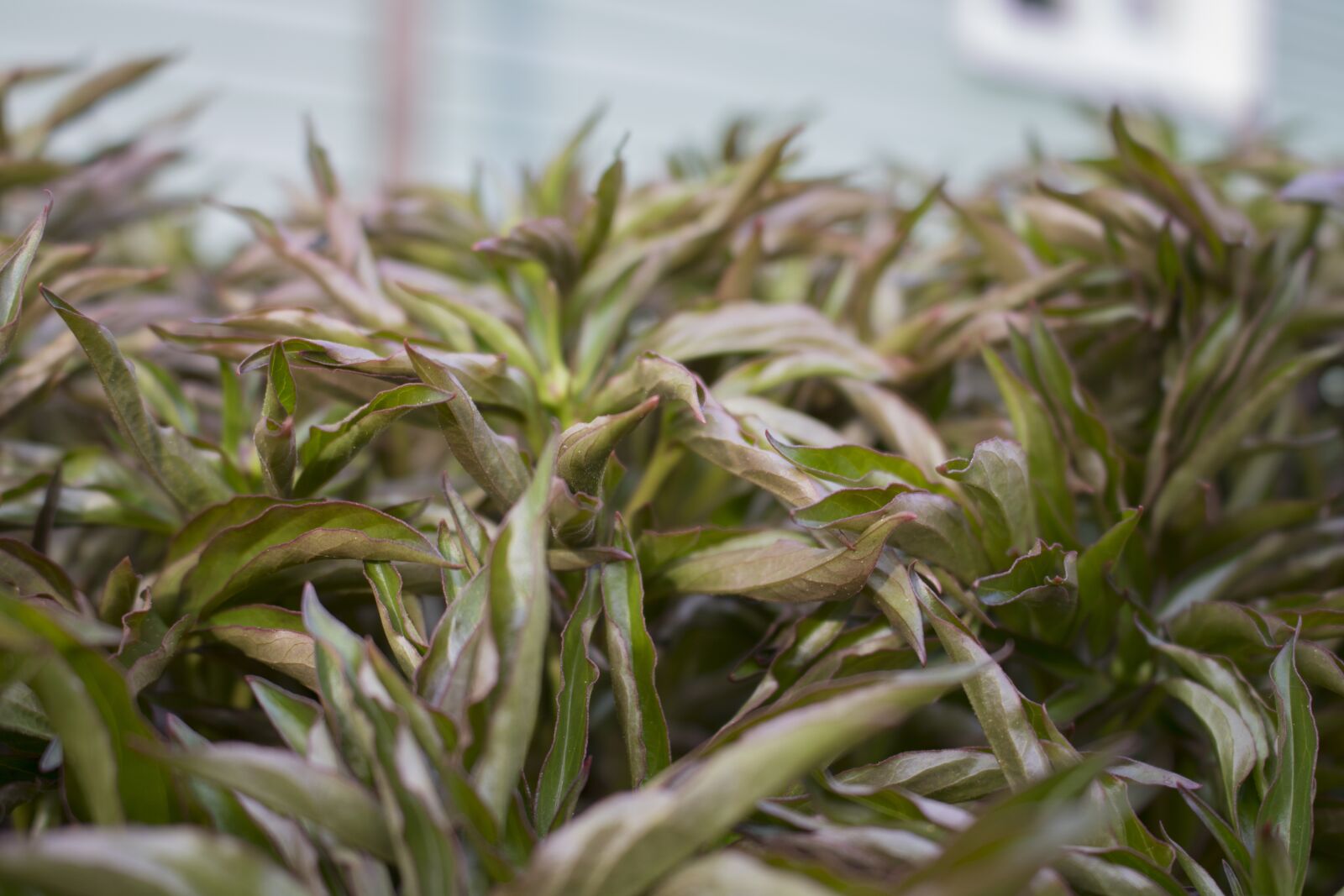 Canon EOS 750D (EOS Rebel T6i / EOS Kiss X8i) sample photo. Grass, green, summer photography