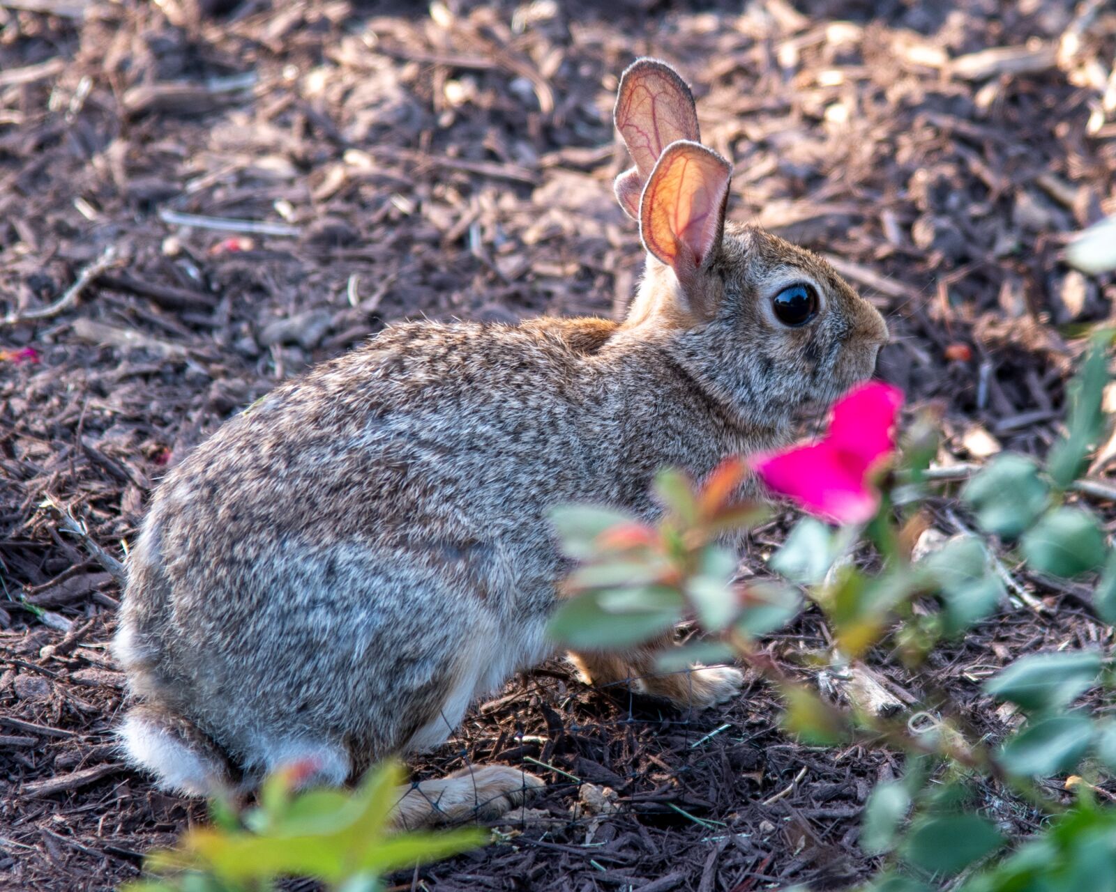 Nikon D850 sample photo. Rabbit, bunny, brown rabbit photography