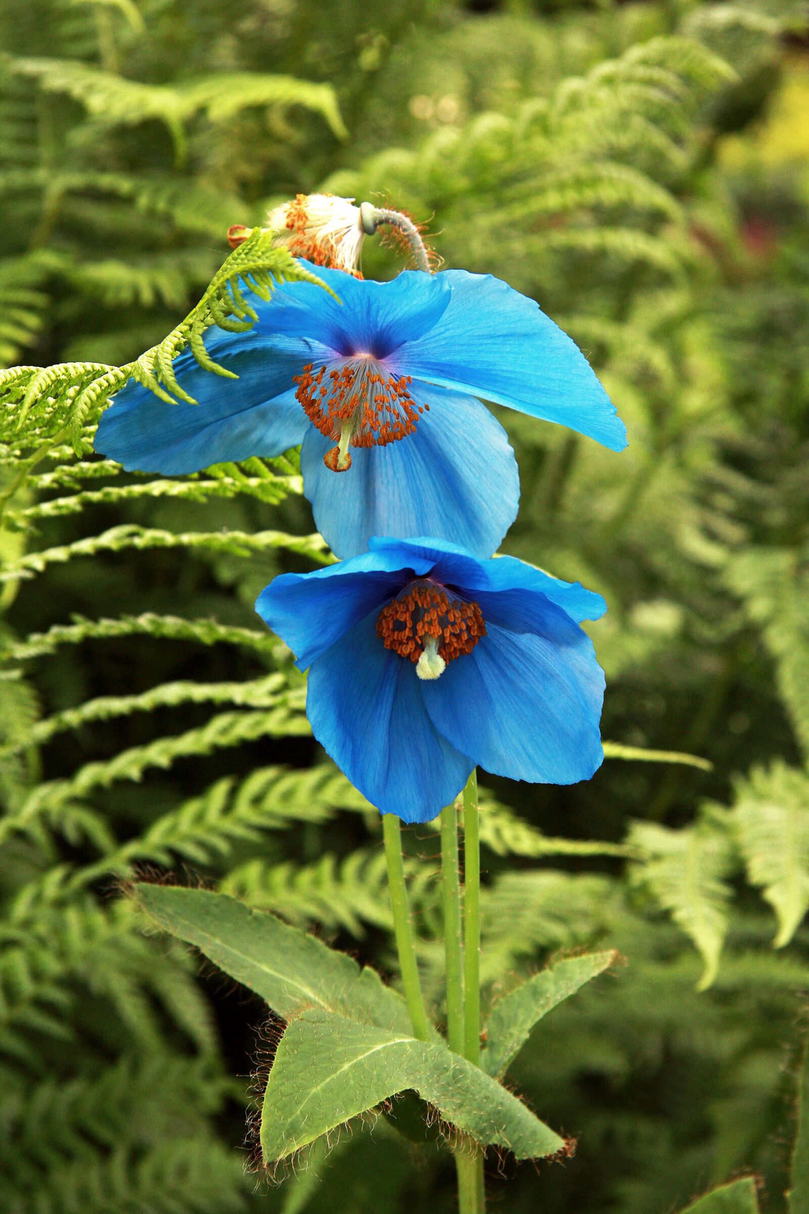 Canon EOS 40D sample photo. Blue, poppy, alaska photography