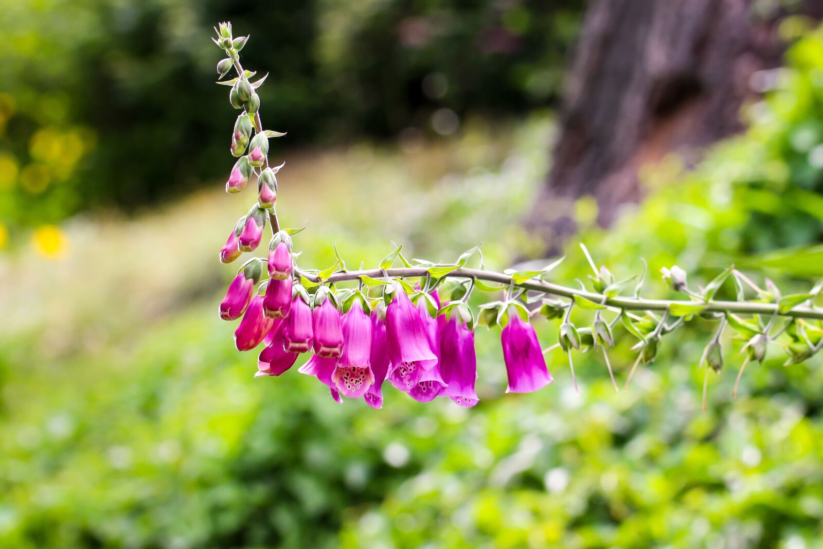 Canon EOS 700D (EOS Rebel T5i / EOS Kiss X7i) sample photo. Thimble, pink, digitalis purpurea photography