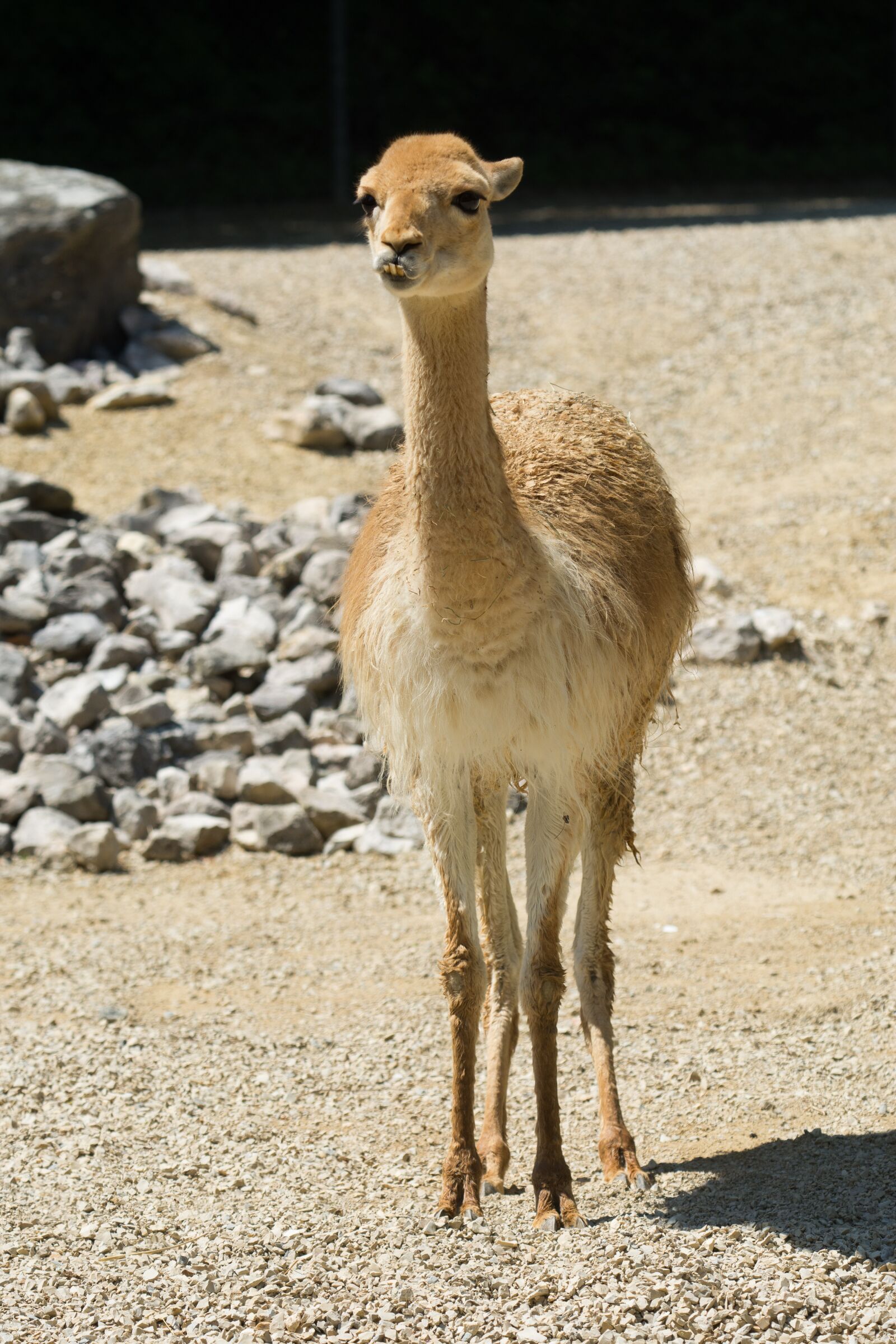 Nikon D7100 sample photo. Animal, zoo, nature photography