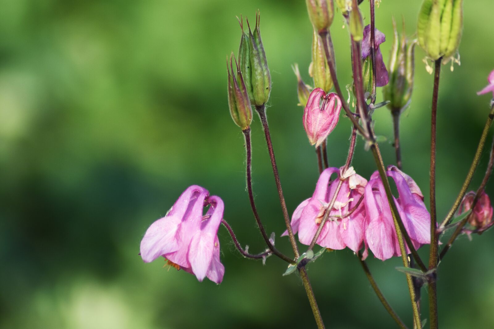 Nikon D3400 sample photo. Flower, garden, plant photography