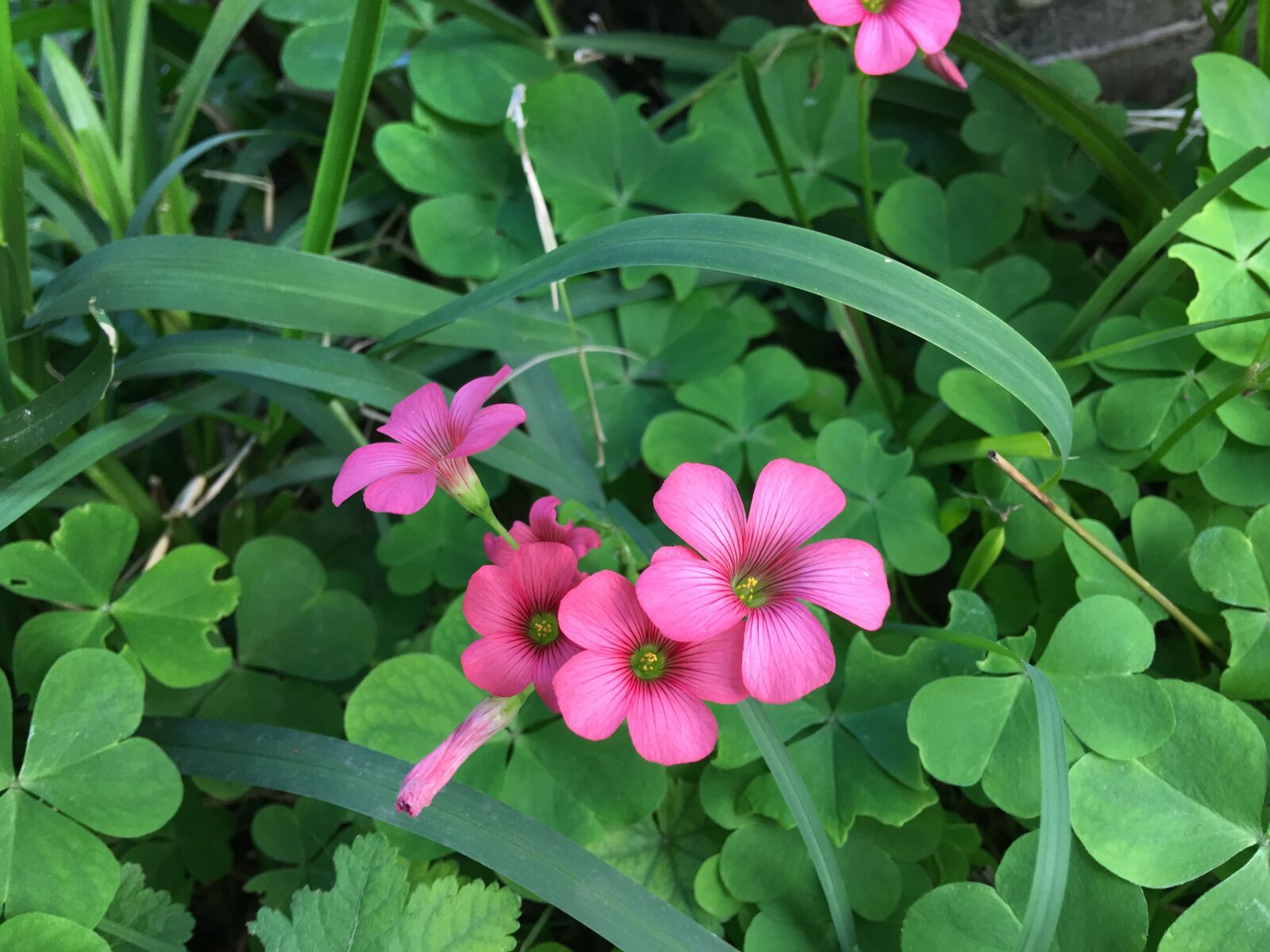 Apple iPhone 6s Plus sample photo. Wild, nature, wild flower photography