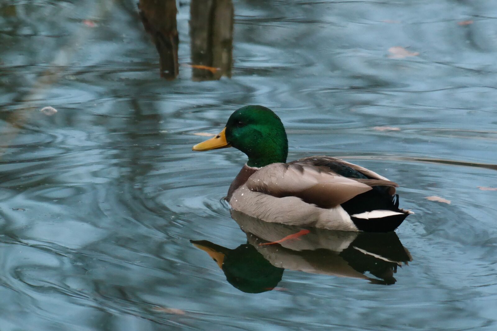 Samsung NX30 + NX 50-200mm F4-5.6 sample photo. Duck, drake, animal photography