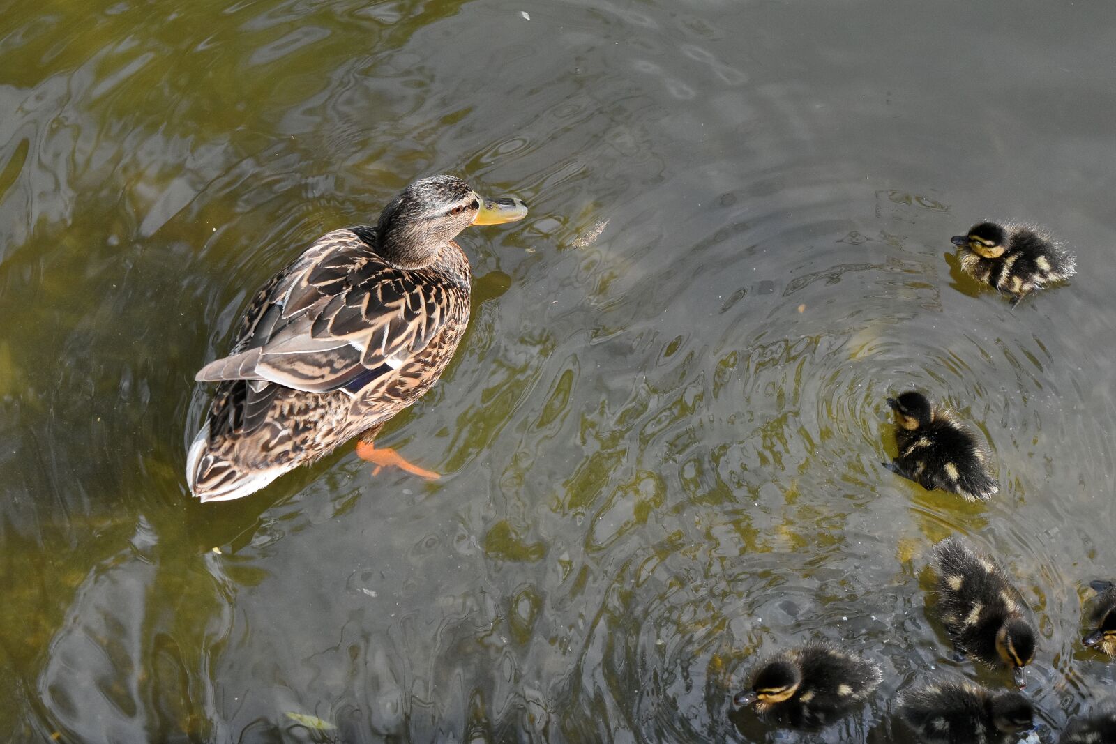 Nikon D5500 sample photo. Duckling, water, wildlife, duck photography