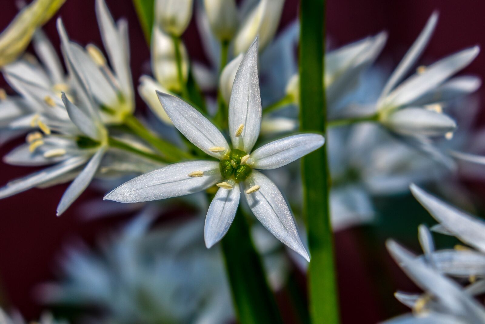 Nikon D3500 sample photo. Wild garlic, flower, nature photography