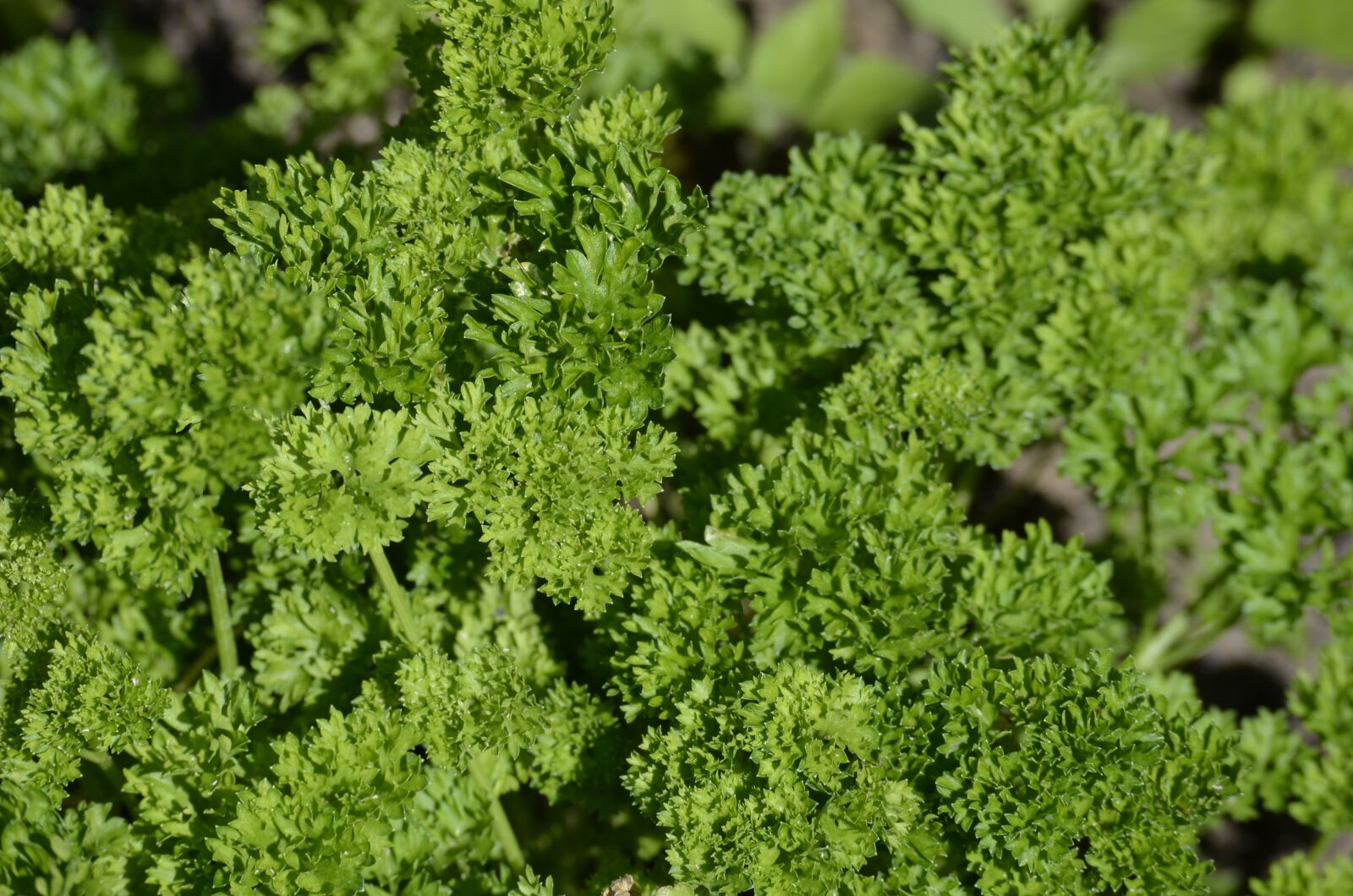 Nikon D5100 sample photo. Parsley, culinary herbs, herbs photography