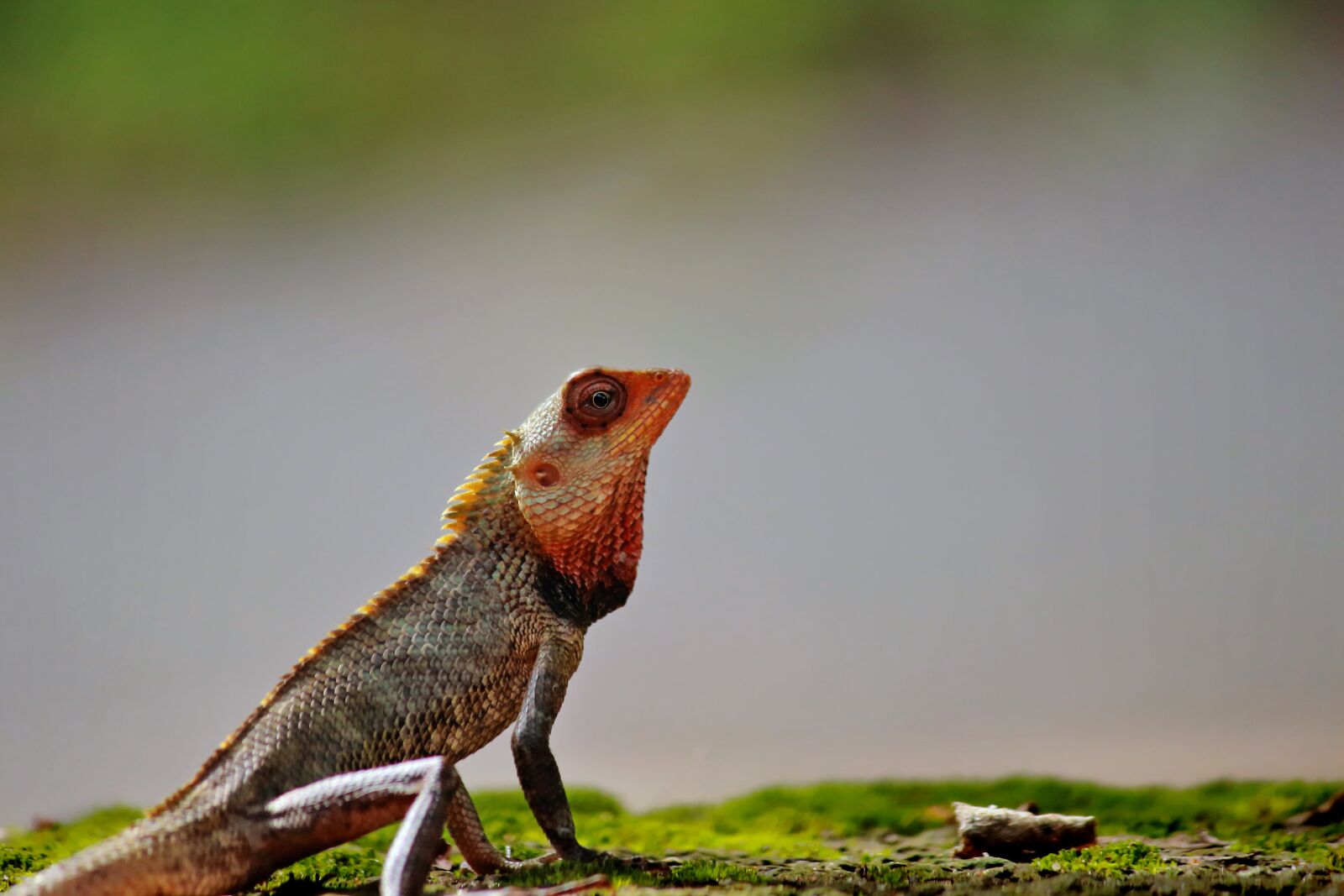 Canon EOS 700D (EOS Rebel T5i / EOS Kiss X7i) sample photo. Chameleon, animal, wild photography