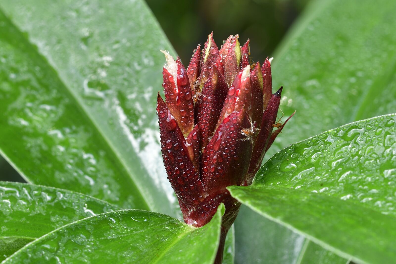 Nikon D5300 sample photo. Leaf, nature, flora photography