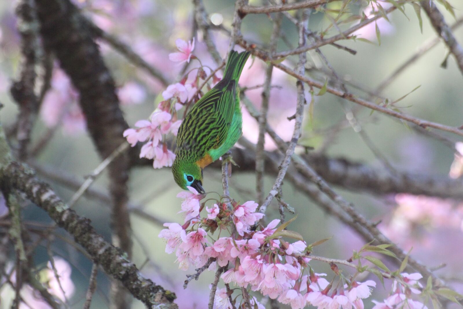 Canon EOS 600D (Rebel EOS T3i / EOS Kiss X5) sample photo. Bird, brazil, colorful photography