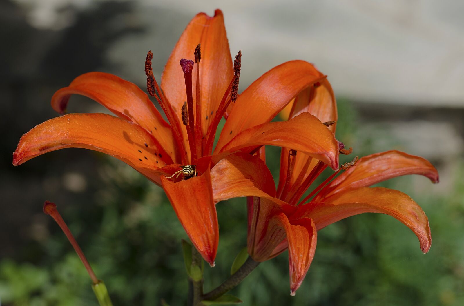 Nikon D5100 sample photo. Hemerocallis, orange, flower photography
