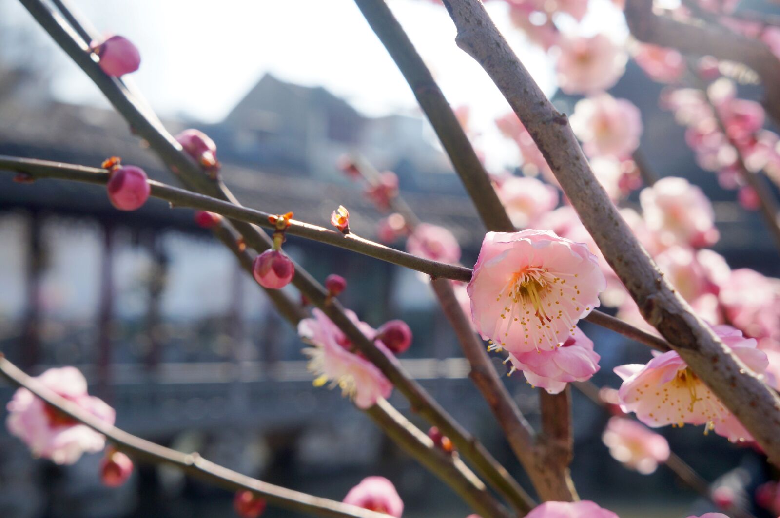 Sony Alpha NEX-F3 + Sony E 18-55mm F3.5-5.6 OSS sample photo. Flowers, flower, plum photography