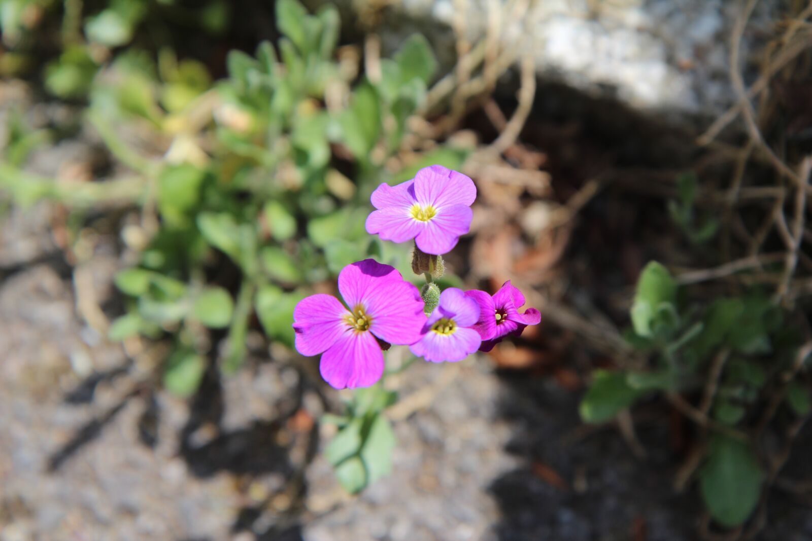 Canon EOS 600D (Rebel EOS T3i / EOS Kiss X5) sample photo. Floral border, purple flowers photography