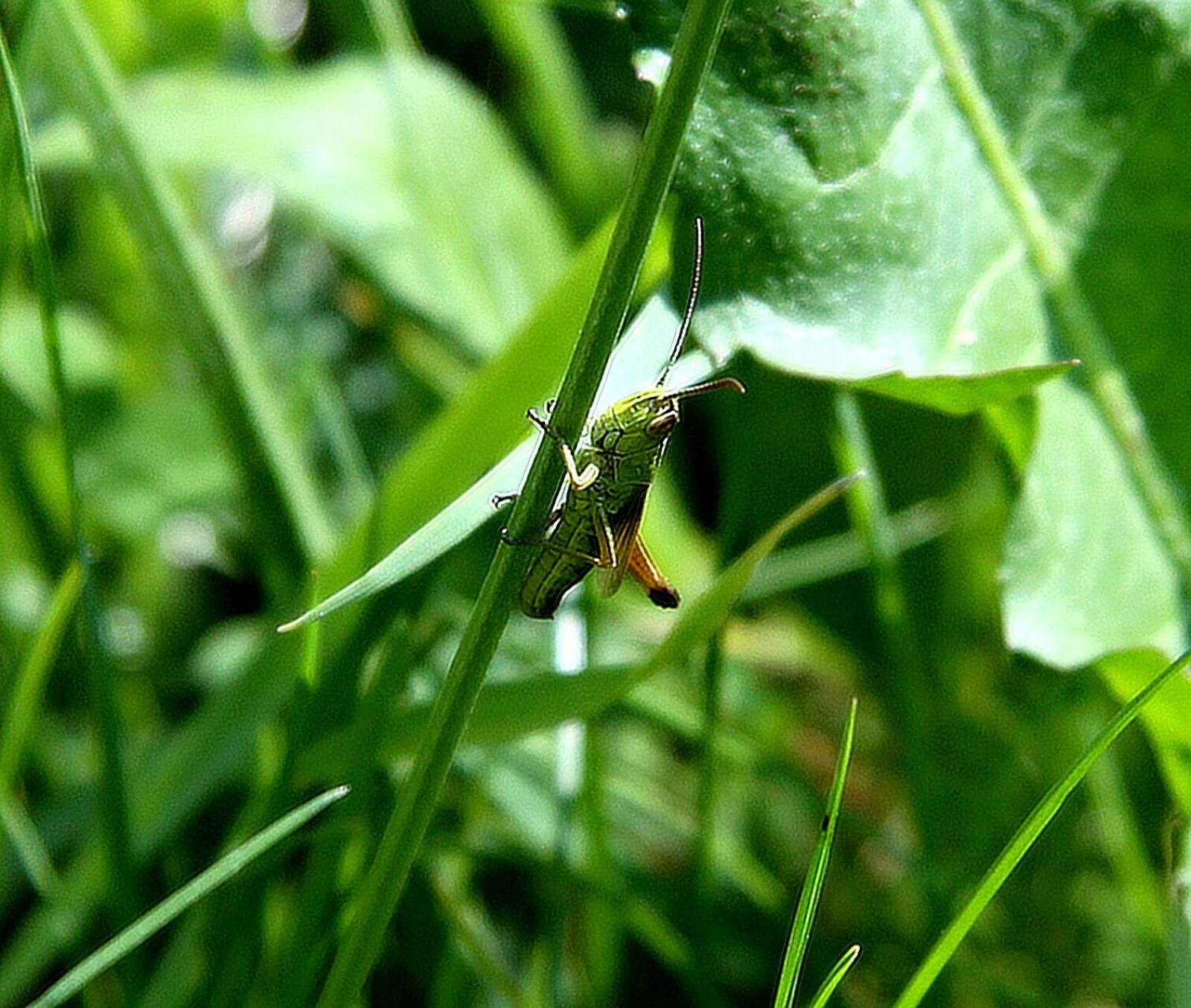 Canon EOS 50D sample photo. Grasshopper, grass, green photography