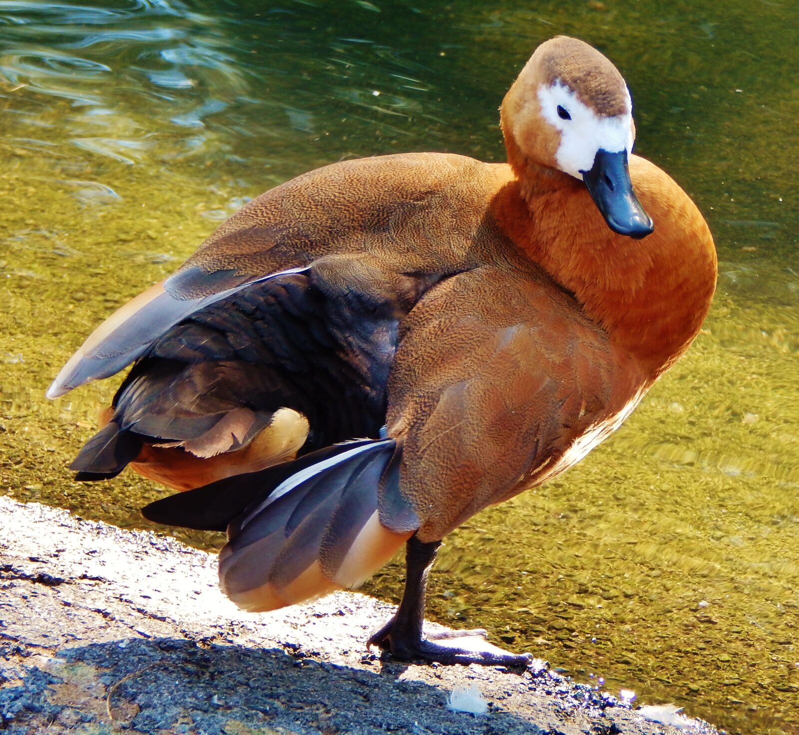 Nikon Coolpix L830 sample photo. Dock, animal, wildlife photography