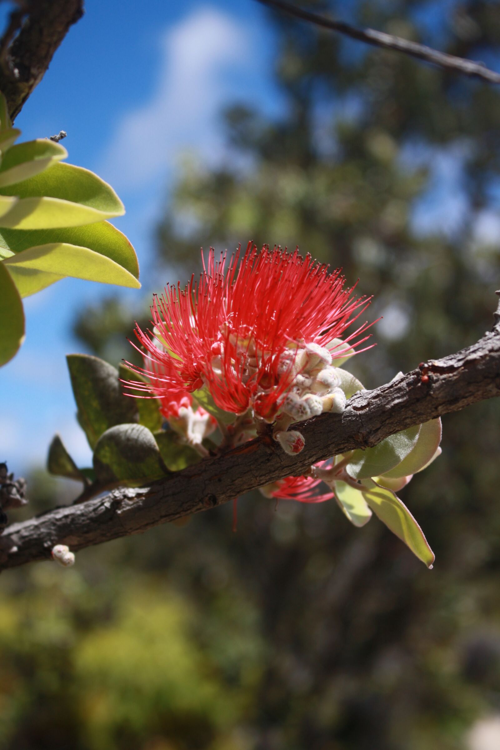 Canon EOS 1000D (EOS Digital Rebel XS / EOS Kiss F) sample photo. Tree, tropical, exotic photography