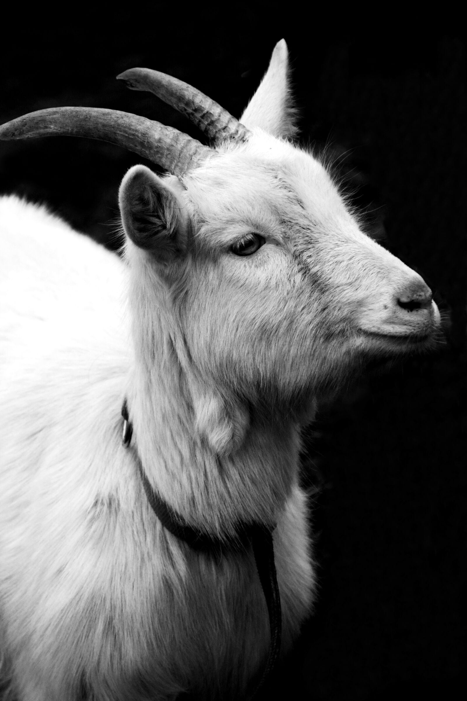 Nikon D3300 sample photo. Goat, billy goat, horns photography