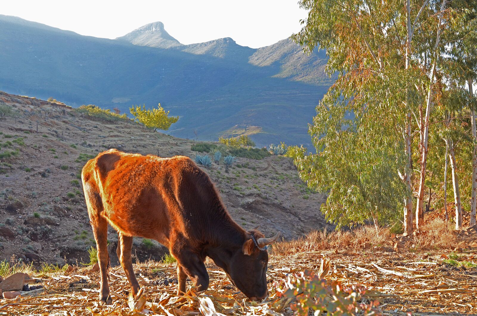 Nikon D7000 sample photo. Lesotho, malealea, cow photography