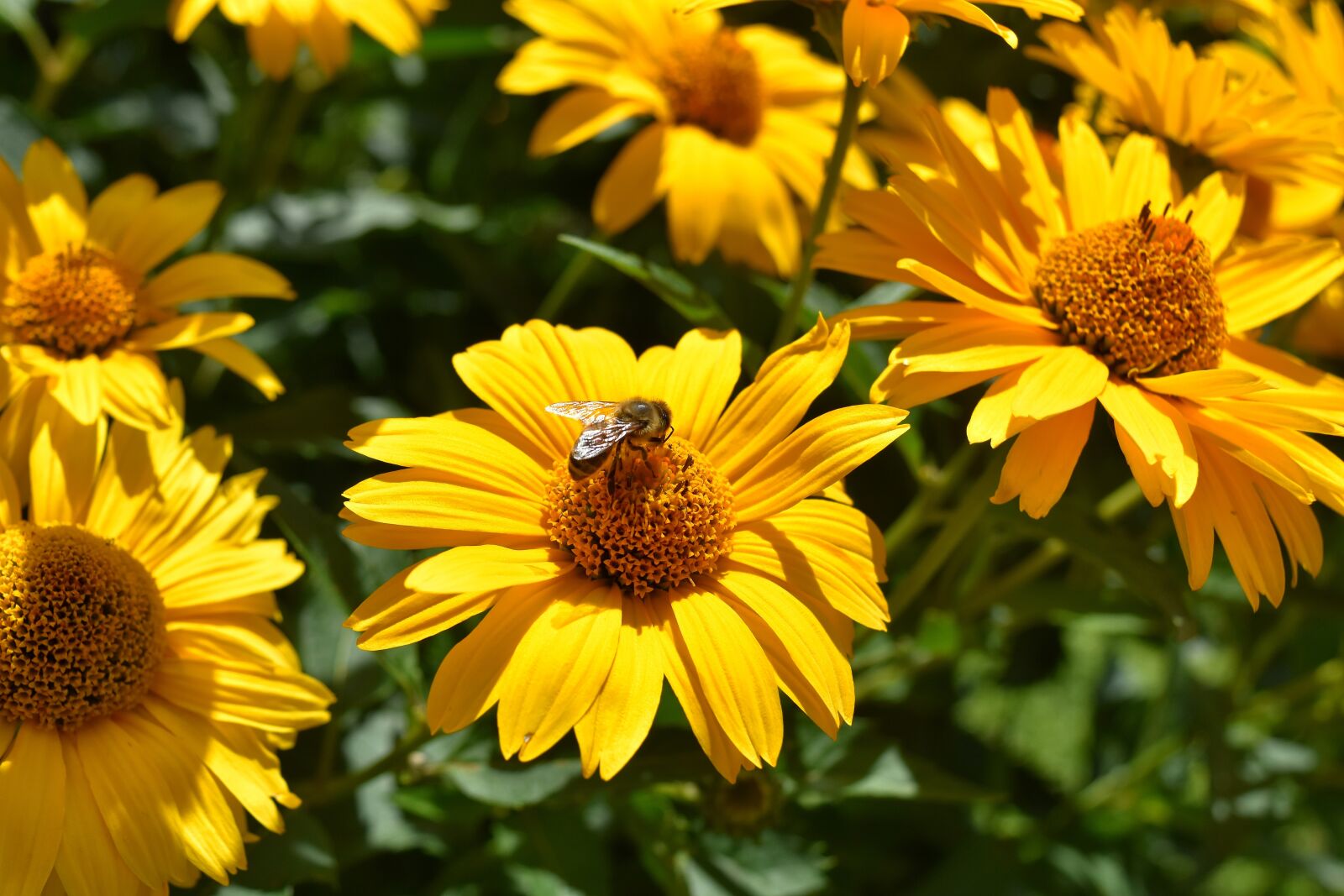 Nikon D7200 sample photo. Flower, yellow, blossom photography