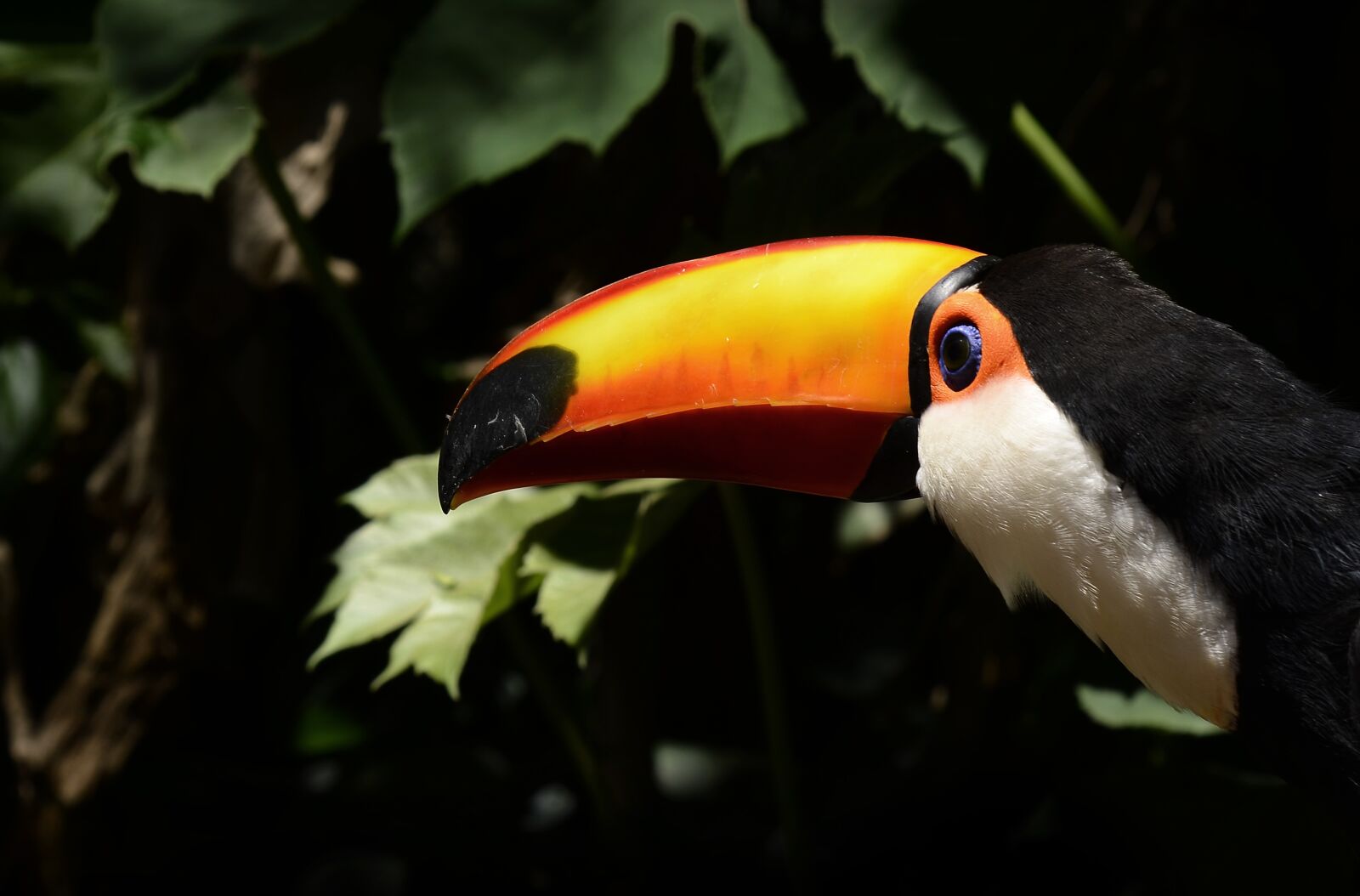 Nikon D7000 sample photo. Tucan, bird, yellow photography