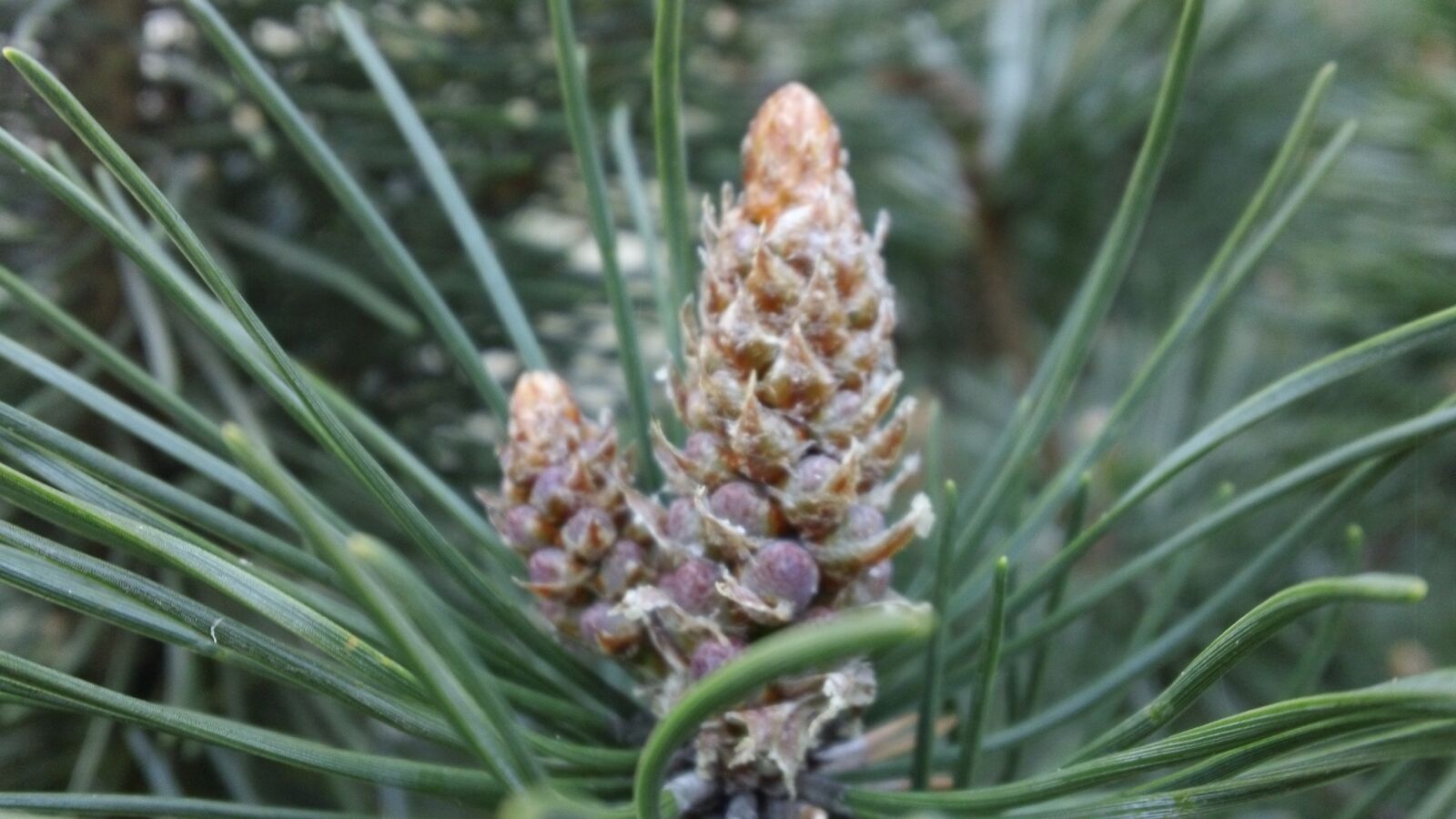 Sony MHS-TS20 sample photo. Pine cone, spatula, spruce photography