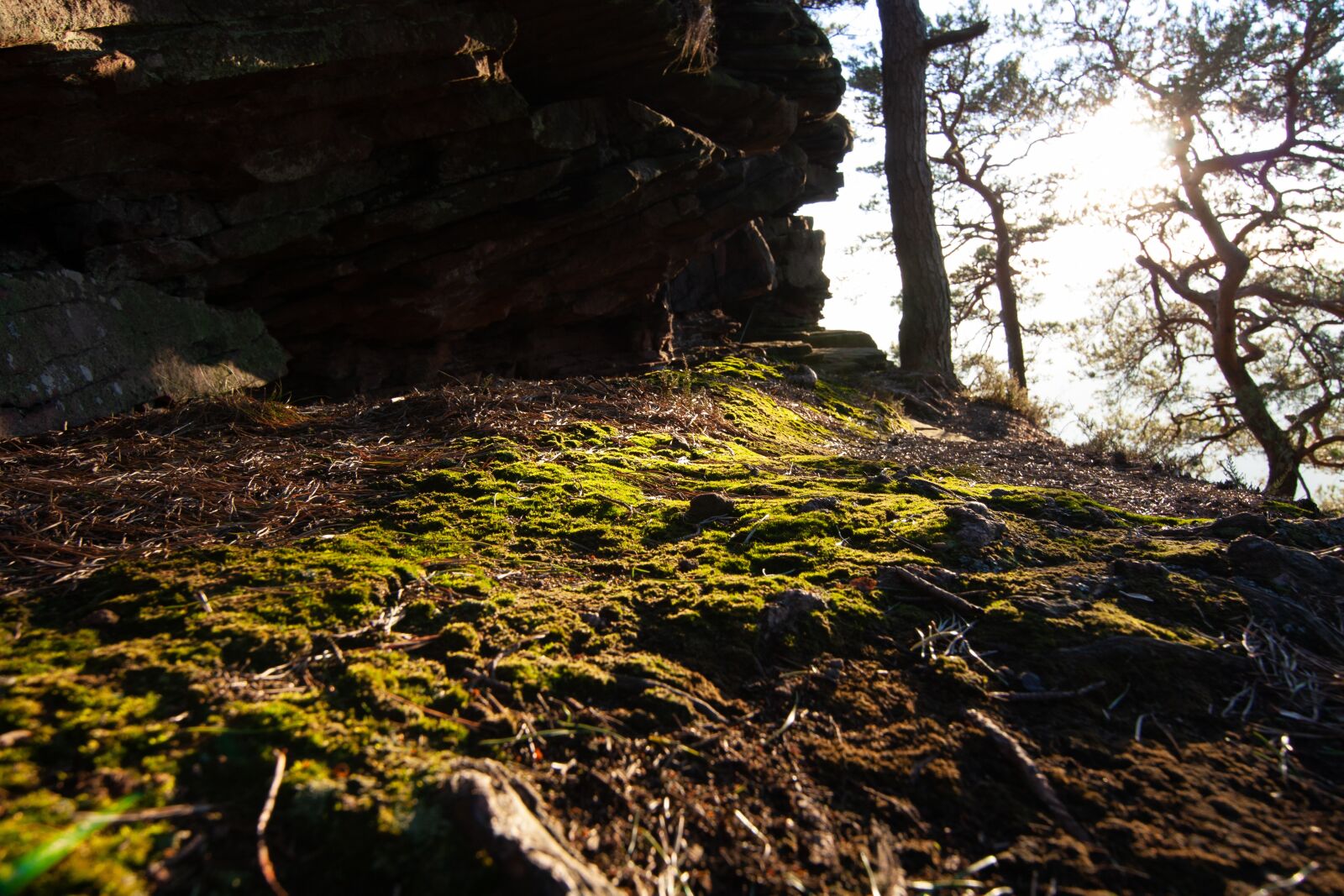 Tokina AT-X Pro 11-16mm F2.8 DX II sample photo. Sun, nature, moss photography