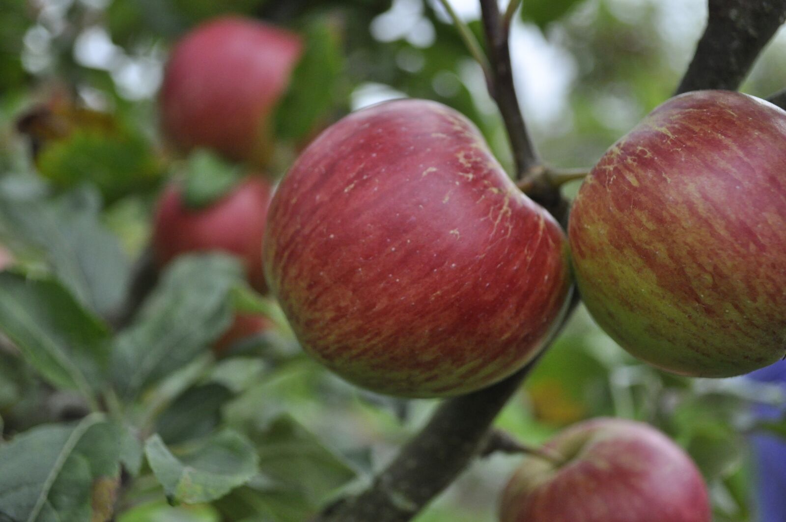 Nikon D5000 sample photo. Orchard, apple, tree photography