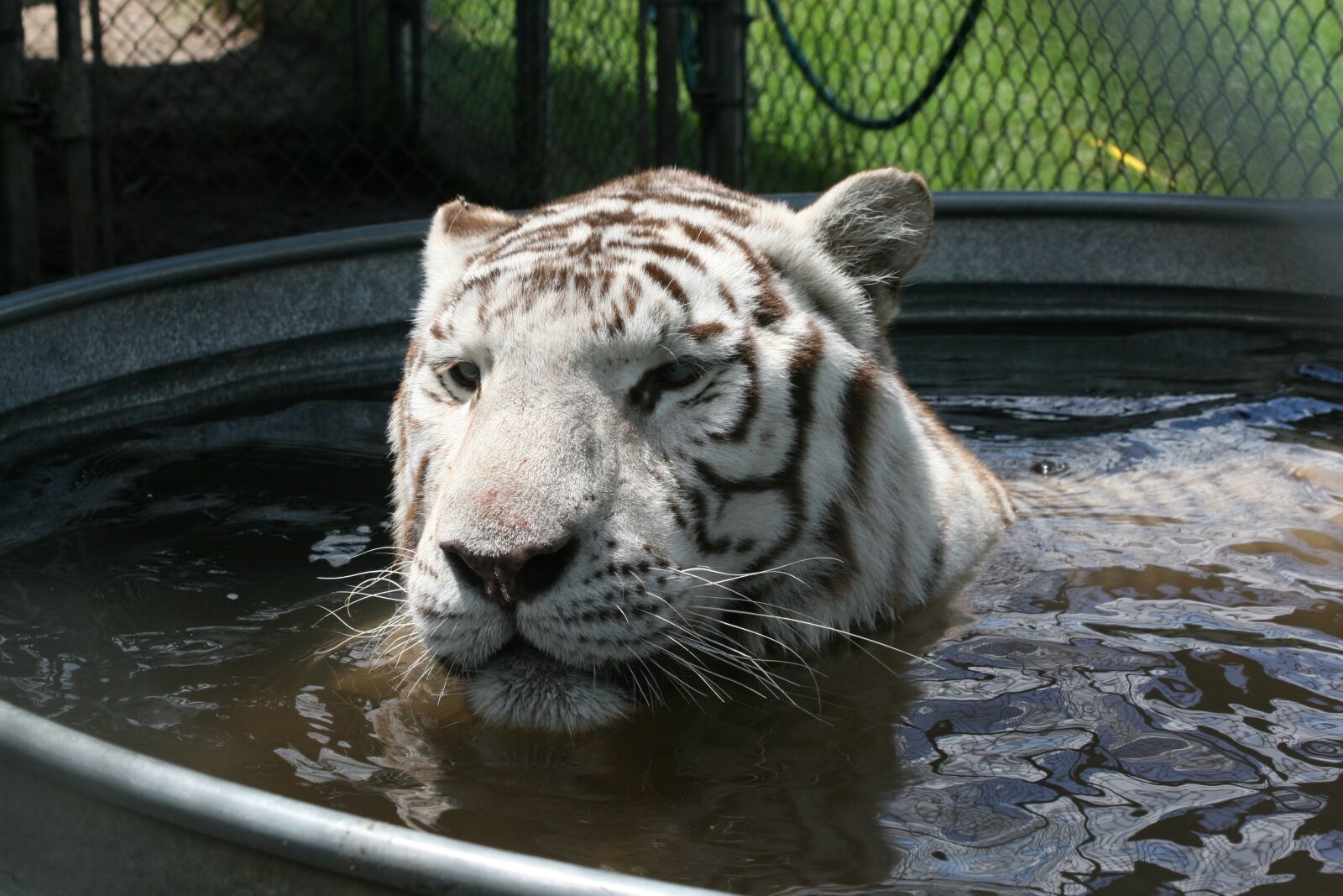 Canon EOS 30D sample photo. Bengal, tiger, predator photography