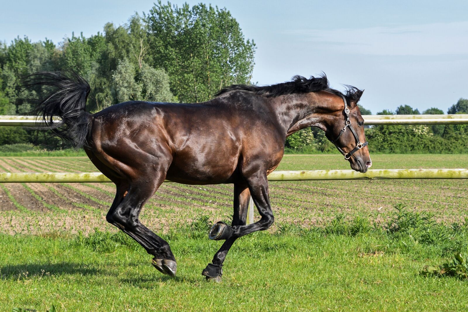 Nikon D500 sample photo. Horse, grass, run photography