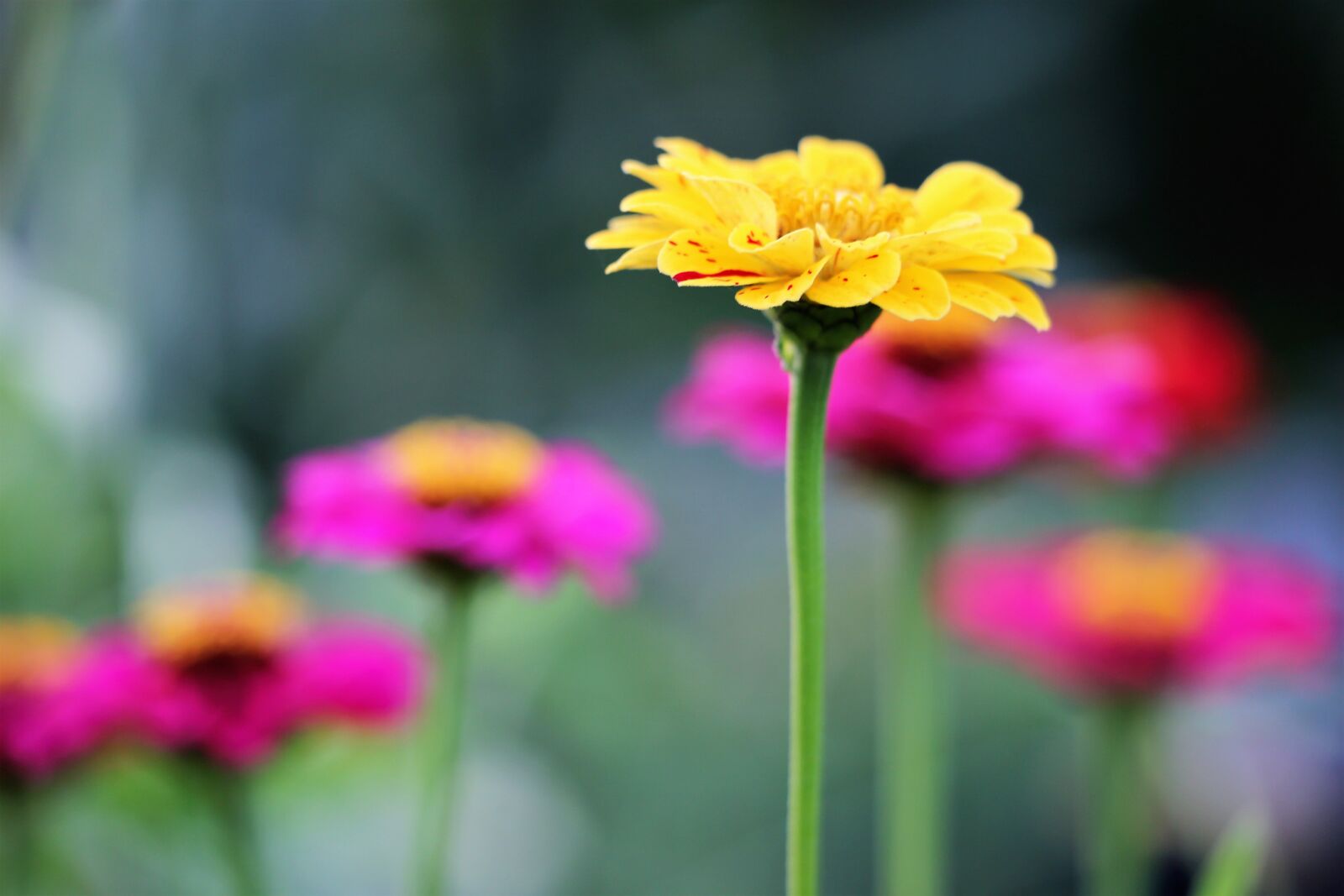 Canon EF 70-300 F4-5.6 IS II USM sample photo. Yellow and purple zinnia photography