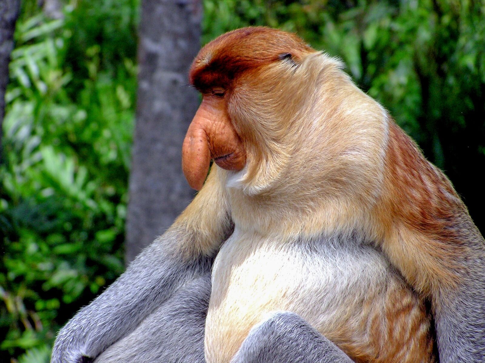 Olympus C750UZ sample photo. Proboscis monkey, primate, monkey photography