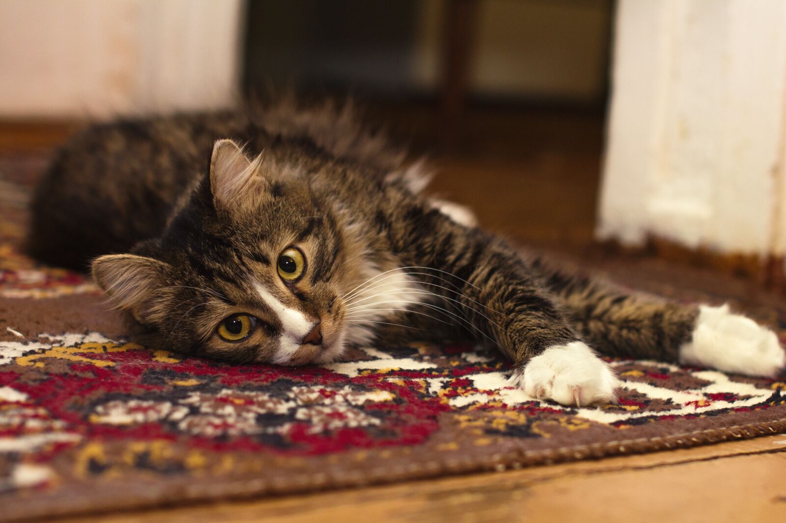 Canon EOS 550D (EOS Rebel T2i / EOS Kiss X4) sample photo. Animal, carpet, cat photography
