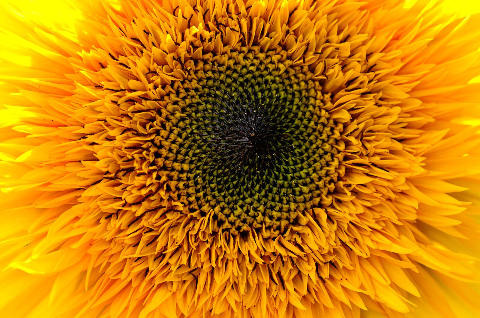 Nikon D7000 sample photo. Sunflower, yellow, summer photography