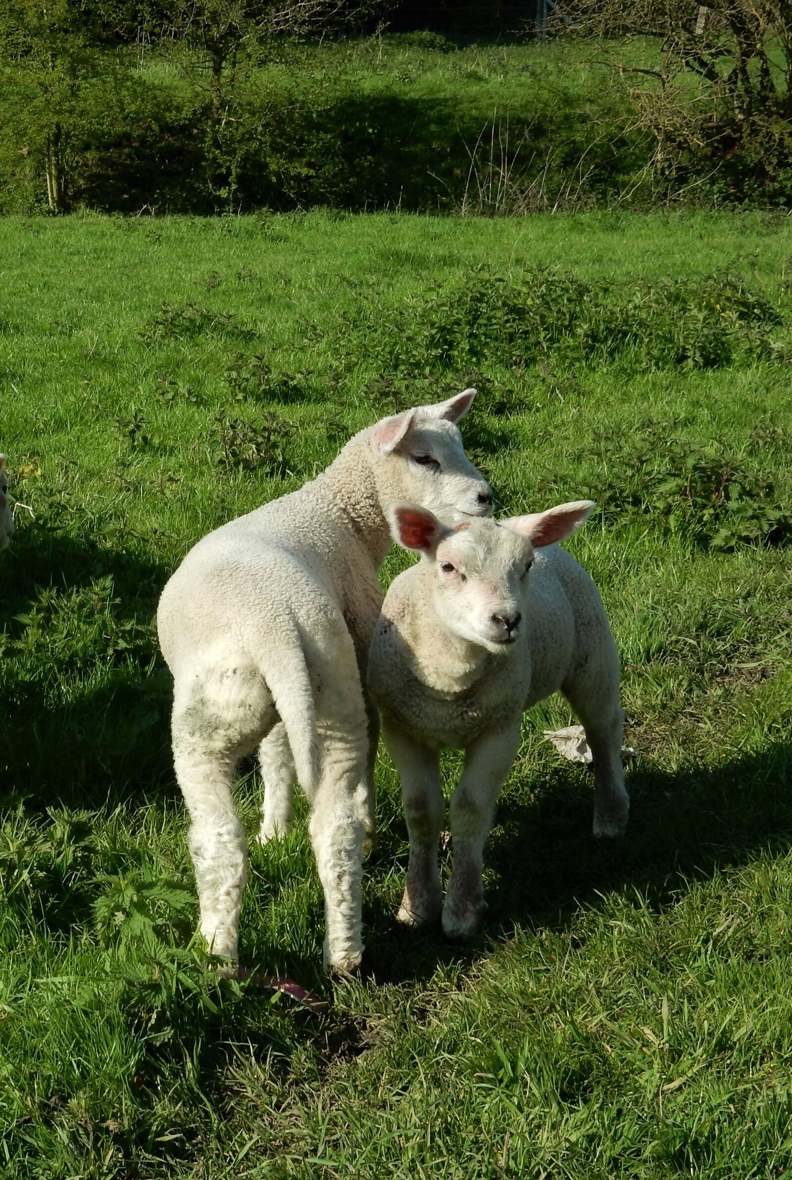 Nikon Coolpix S9700 sample photo. Lambs, spring, green photography