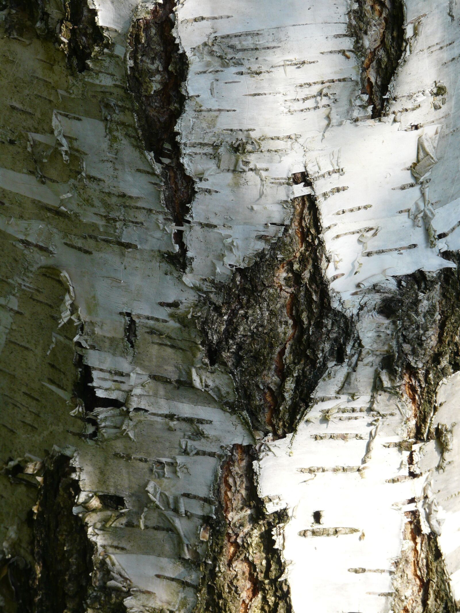 Panasonic DMC-FZ18 sample photo. Birch, bark, strain photography
