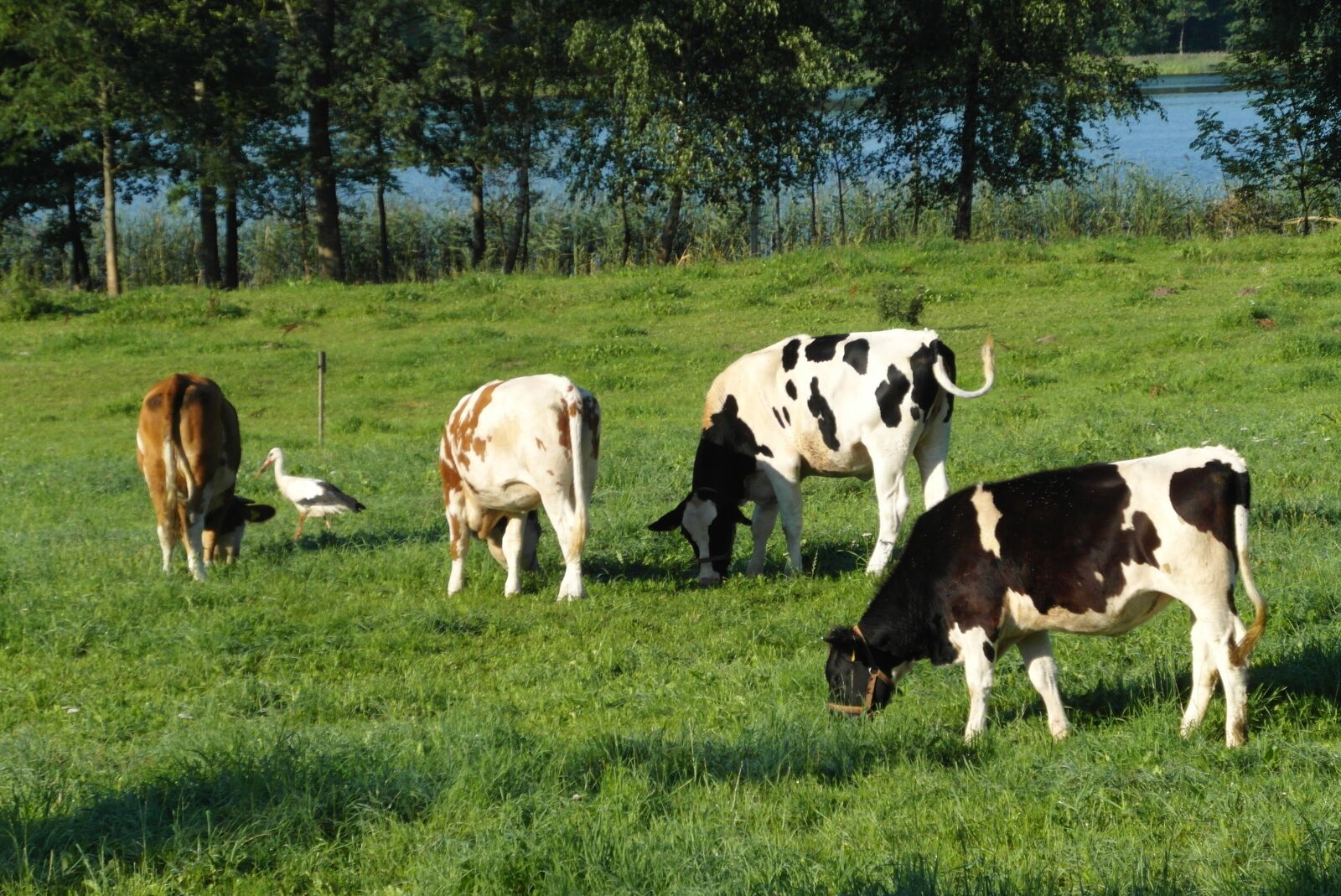 Samsung WB750 sample photo. Cows, cattle, animals photography