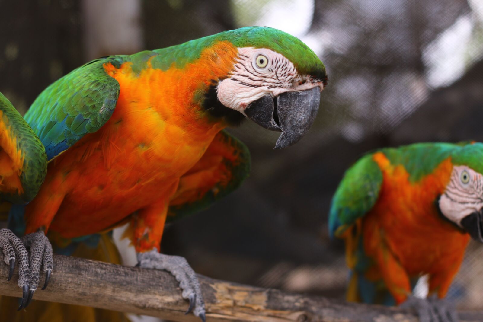 Canon EF 50mm F1.8 II sample photo. Parrot, animals, loro photography