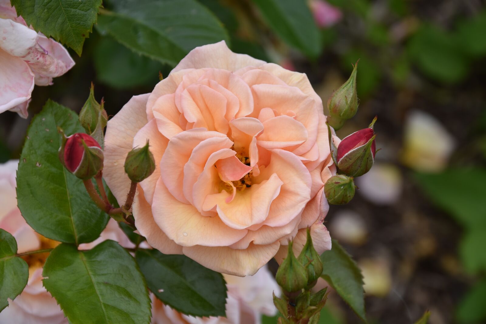 Nikon D5600 sample photo. Flower, pink flower, flowering photography