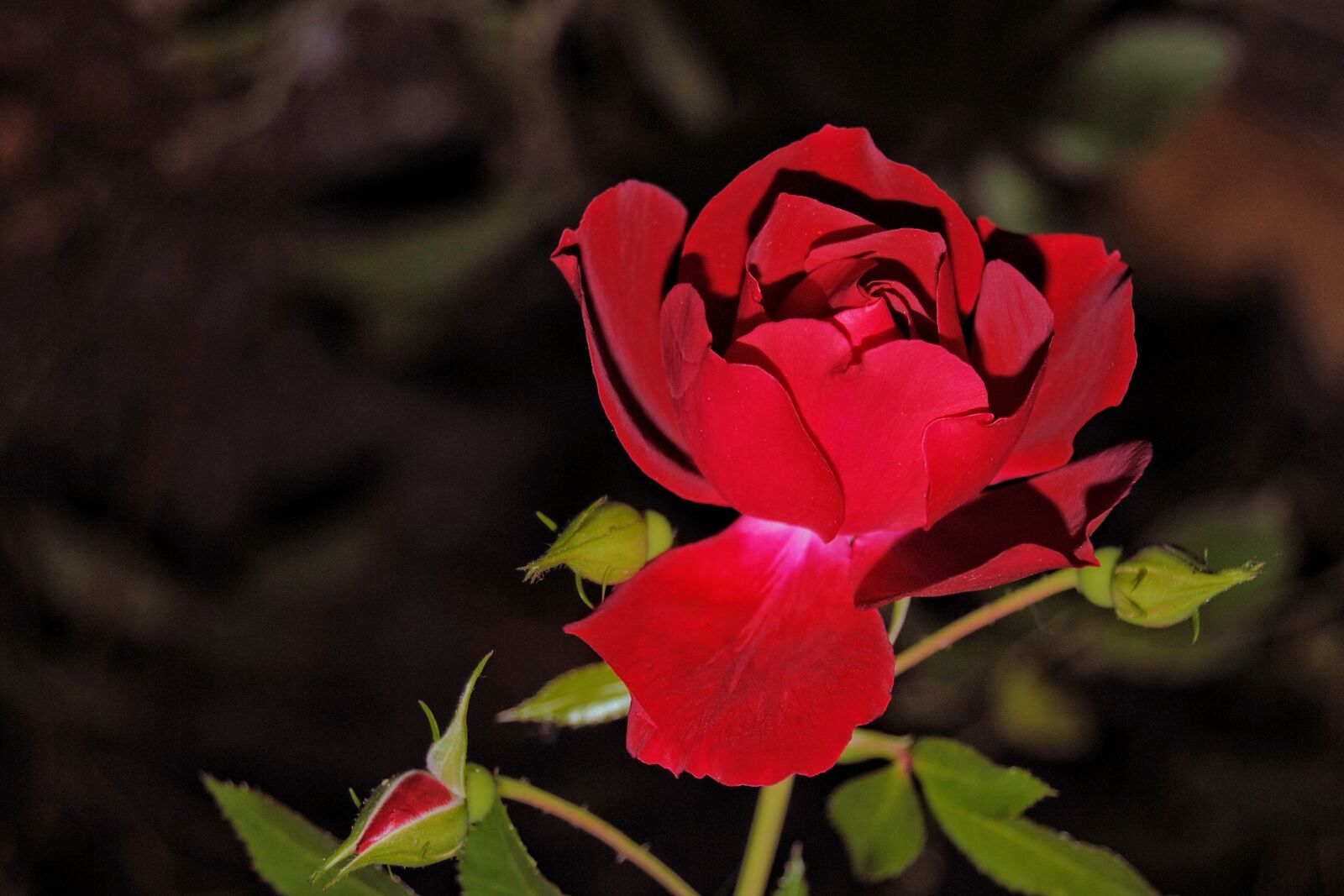 Nikon D3000 sample photo. Rose, blossom, bloom photography