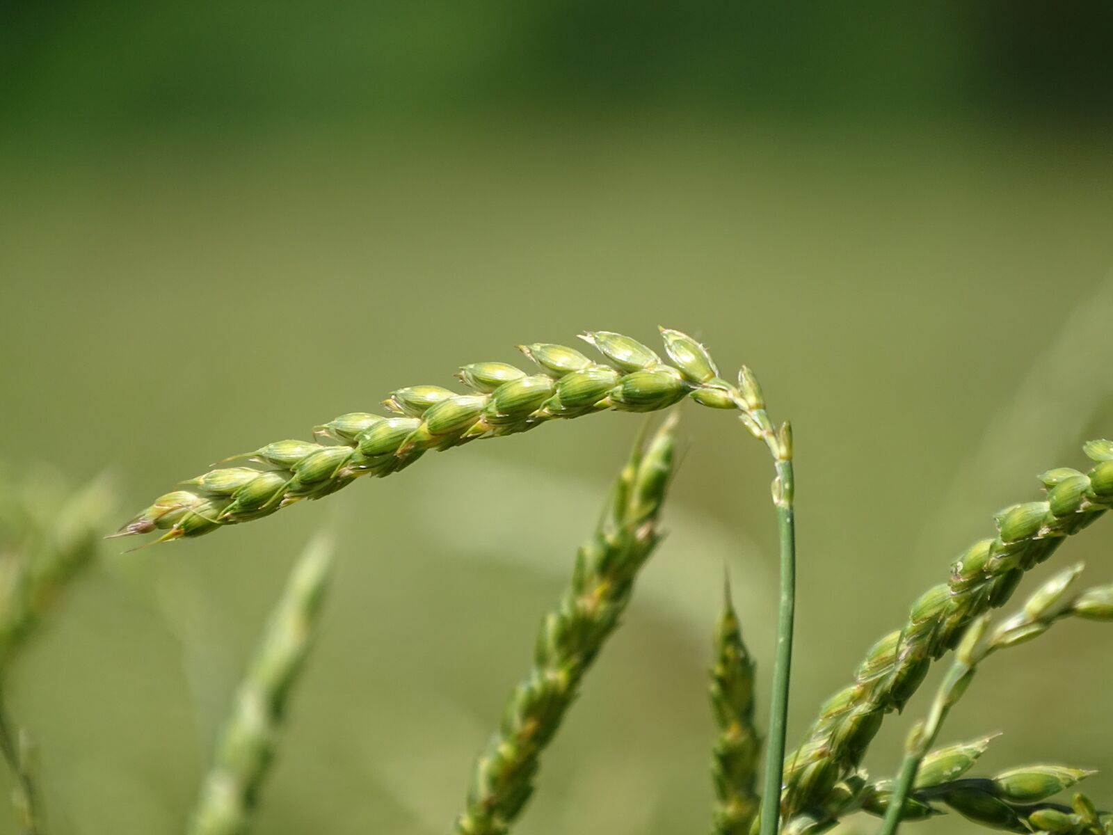 Sony Cyber-shot DSC-HX400V sample photo. Spike, close up, cereals photography