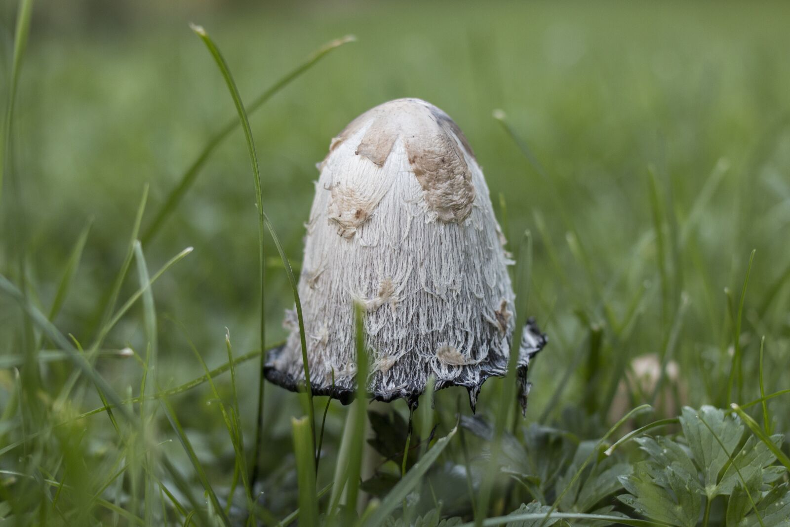 Canon EOS 70D + Canon EF 35mm F2 sample photo. Mushroom, grass, green photography