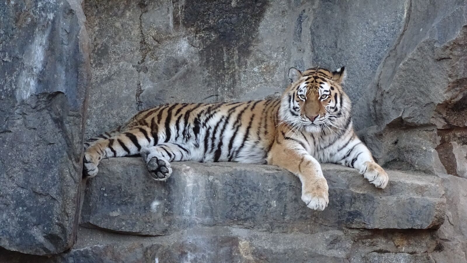 Sony Cyber-shot DSC-HX400V sample photo. Tiger, siberian, predator photography